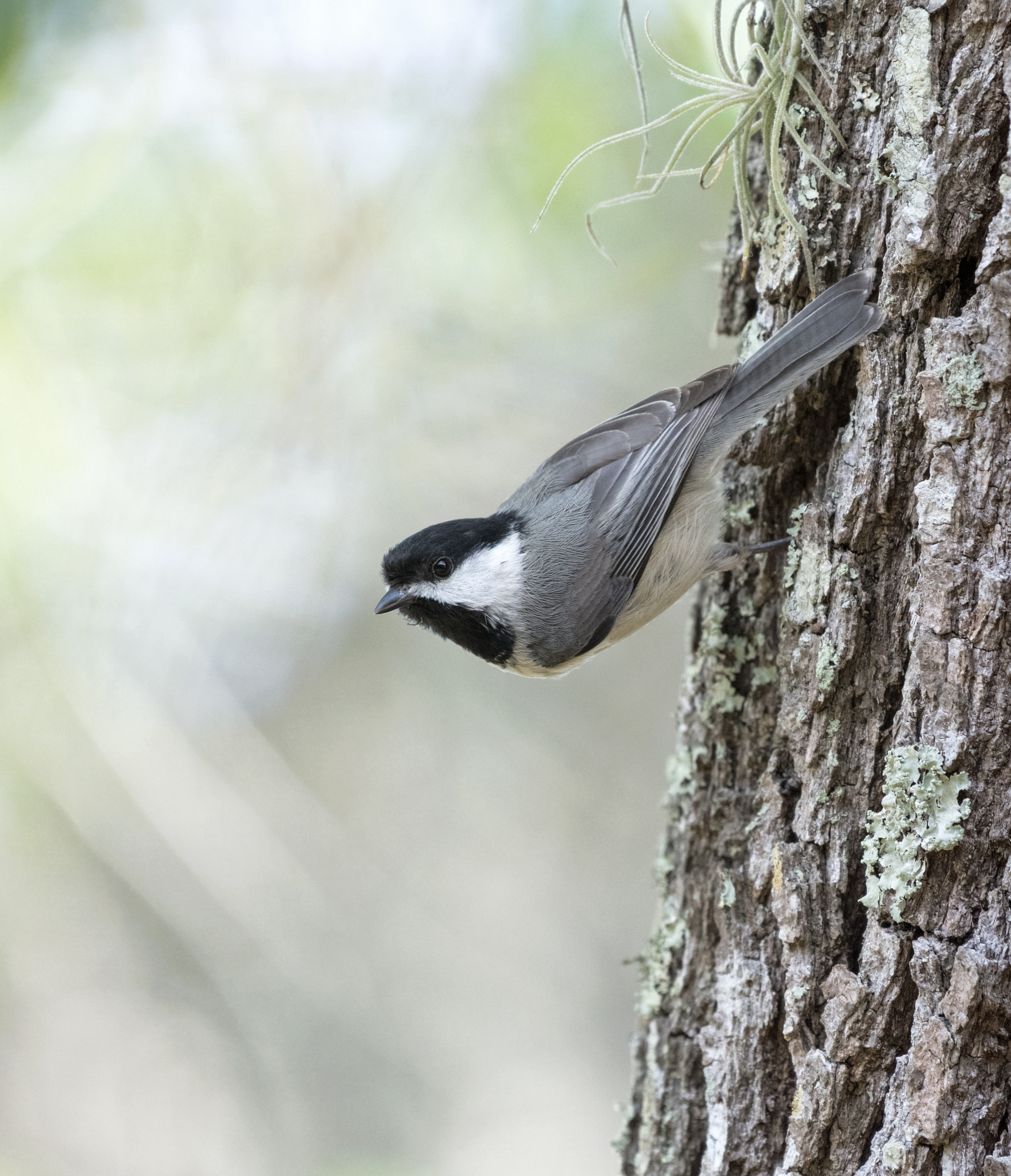Nikon AF-S Nikkor 200-500mm F5.6E ED VR sample photo. Black capped chickade photography