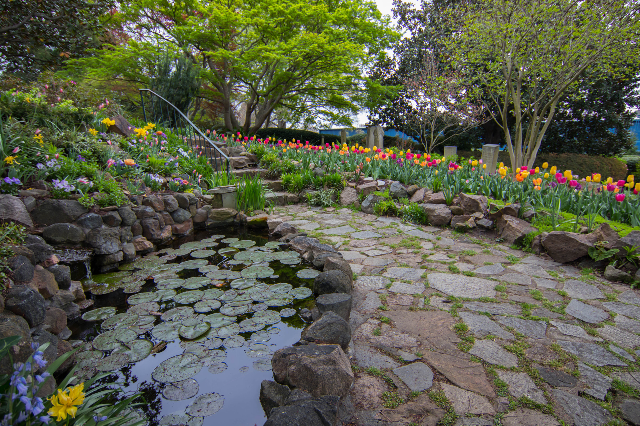 Tokina AT-X 12-28mm F4 Pro DX sample photo. Tulip garden open photography