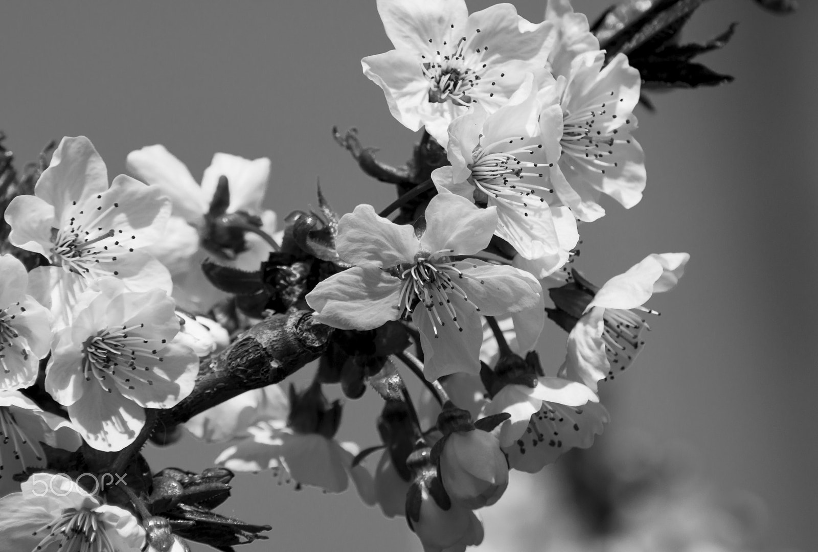 Nikon D3200 sample photo. Spring in black & white photography