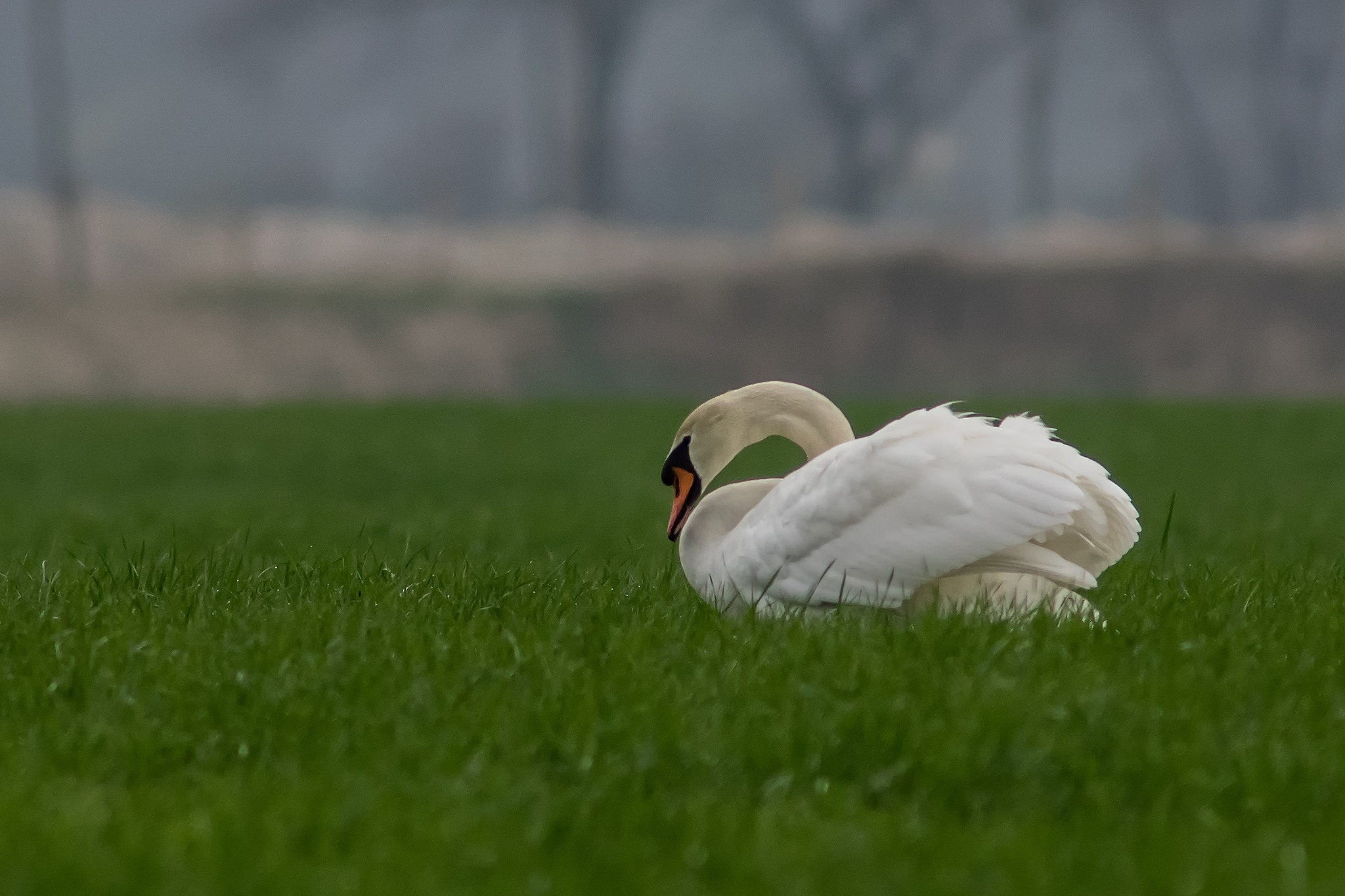 Canon EF 300mm F4L IS USM sample photo. Schwan photography