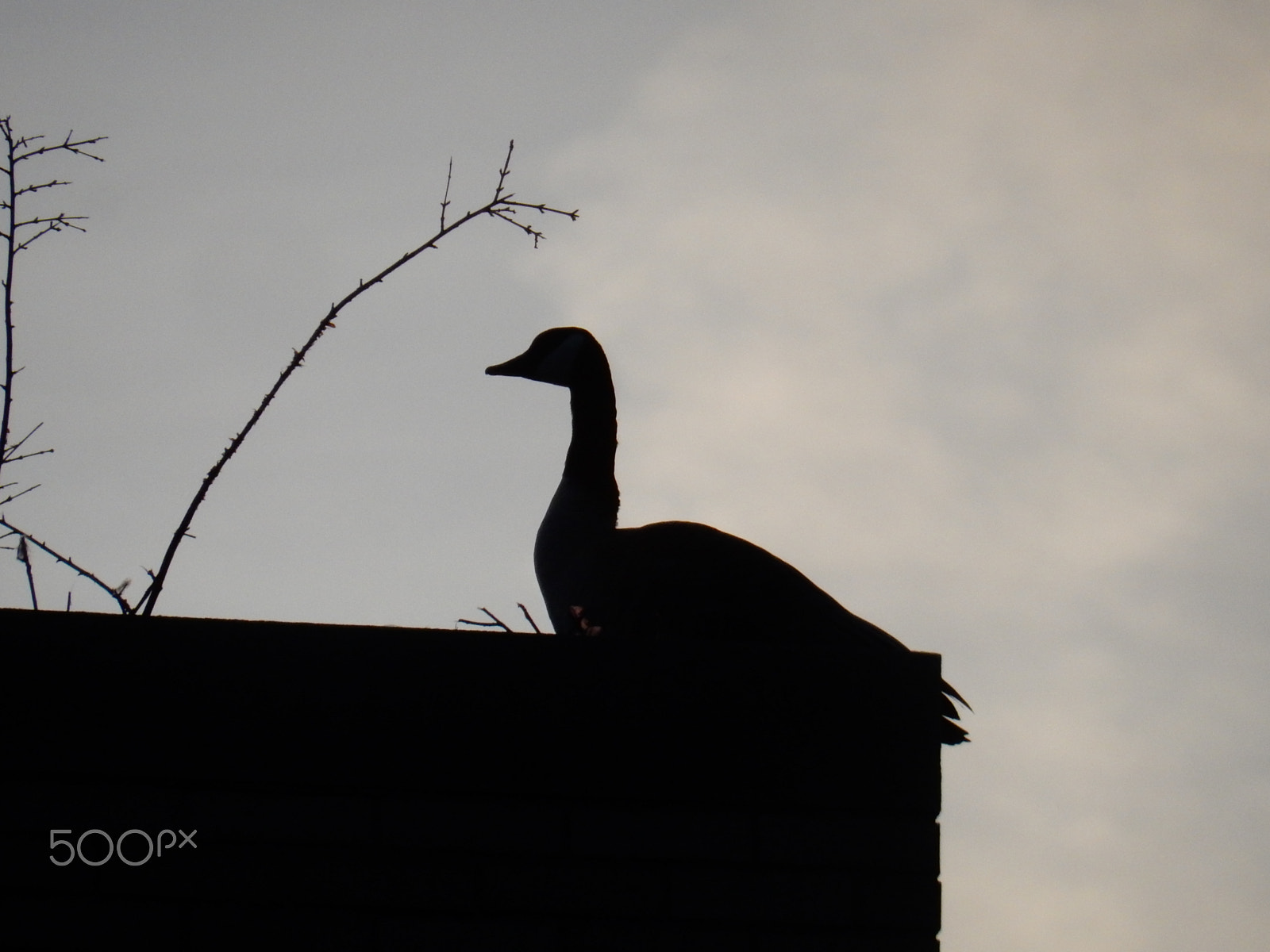 Nikon Coolpix S9700 sample photo. Goose silhouette photography