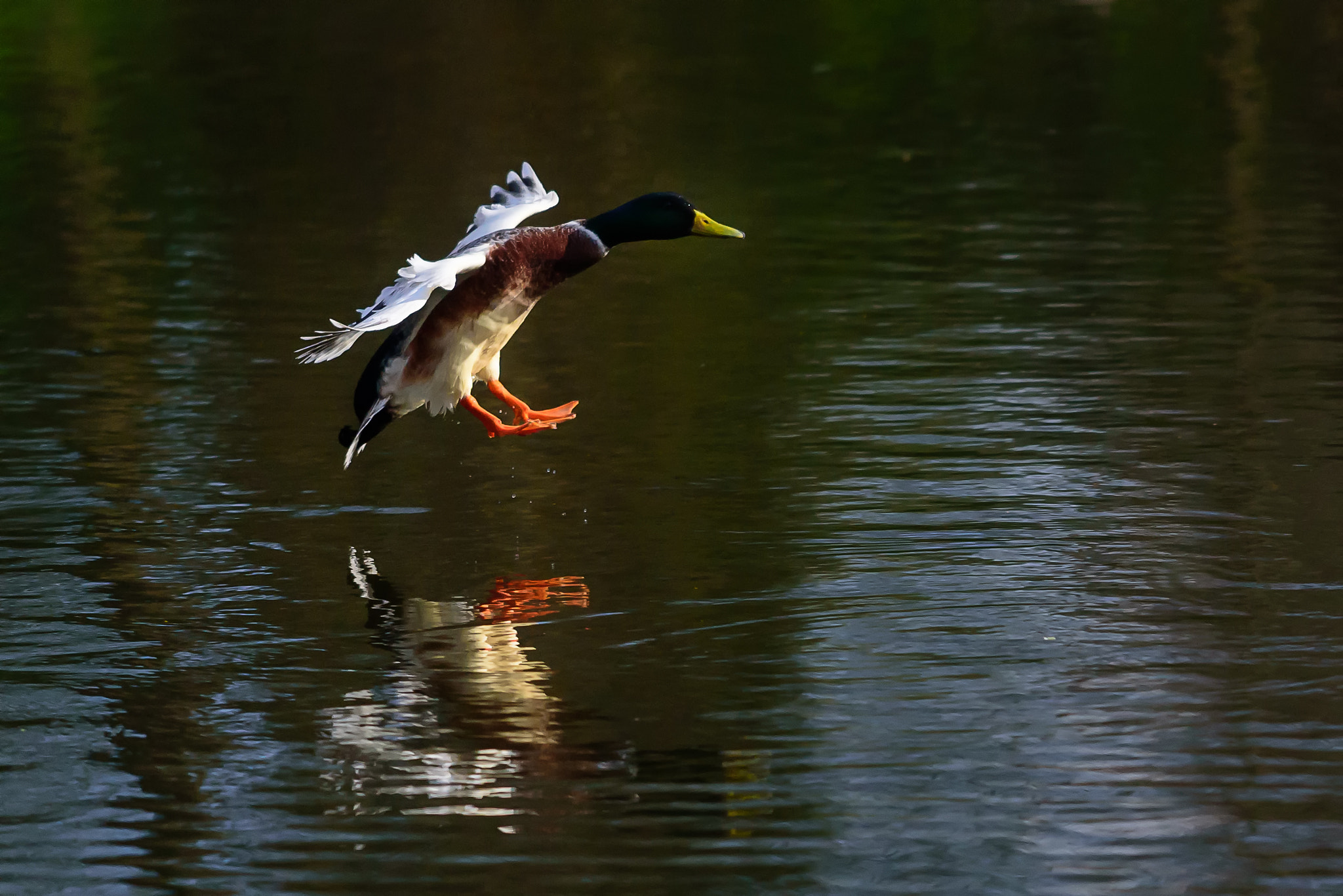 Nikon AF-S Nikkor 70-200mm F4G ED VR sample photo. Landing approach photography