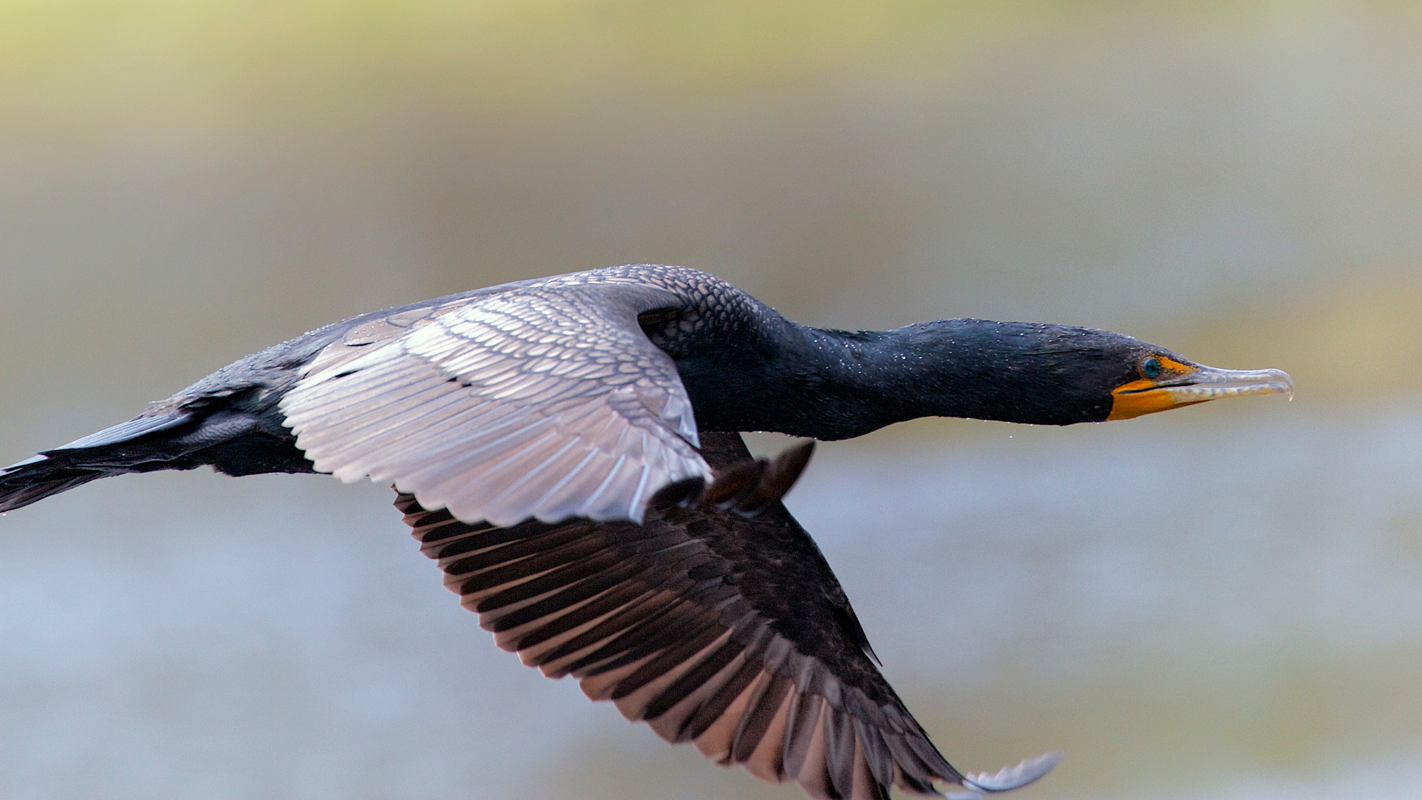 Canon EOS 7D + Canon EF 70-300mm F4-5.6L IS USM sample photo. Double-crested cormorant photography