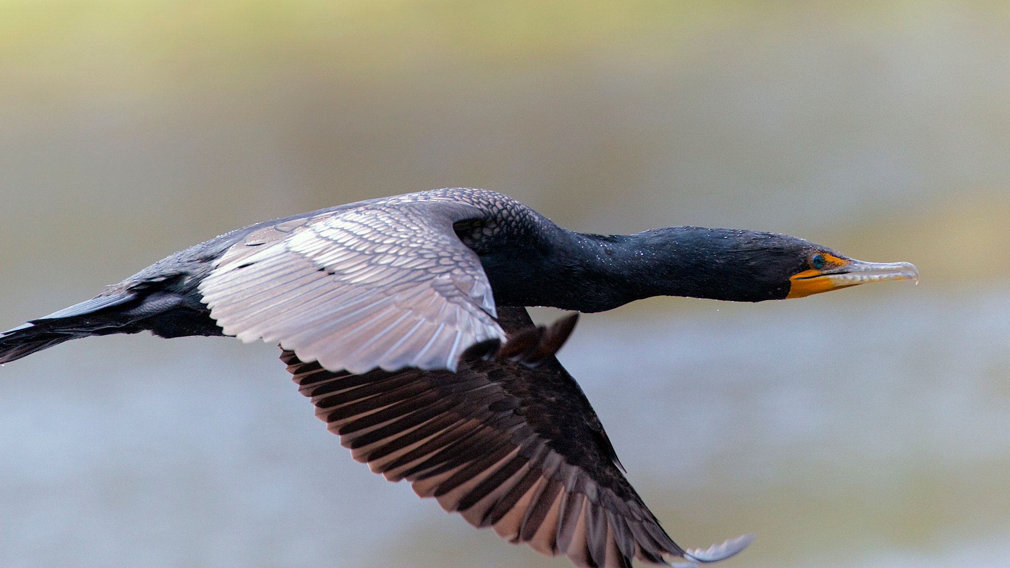Canon EF 70-300mm F4-5.6L IS USM sample photo. Double-crested cormorant photography
