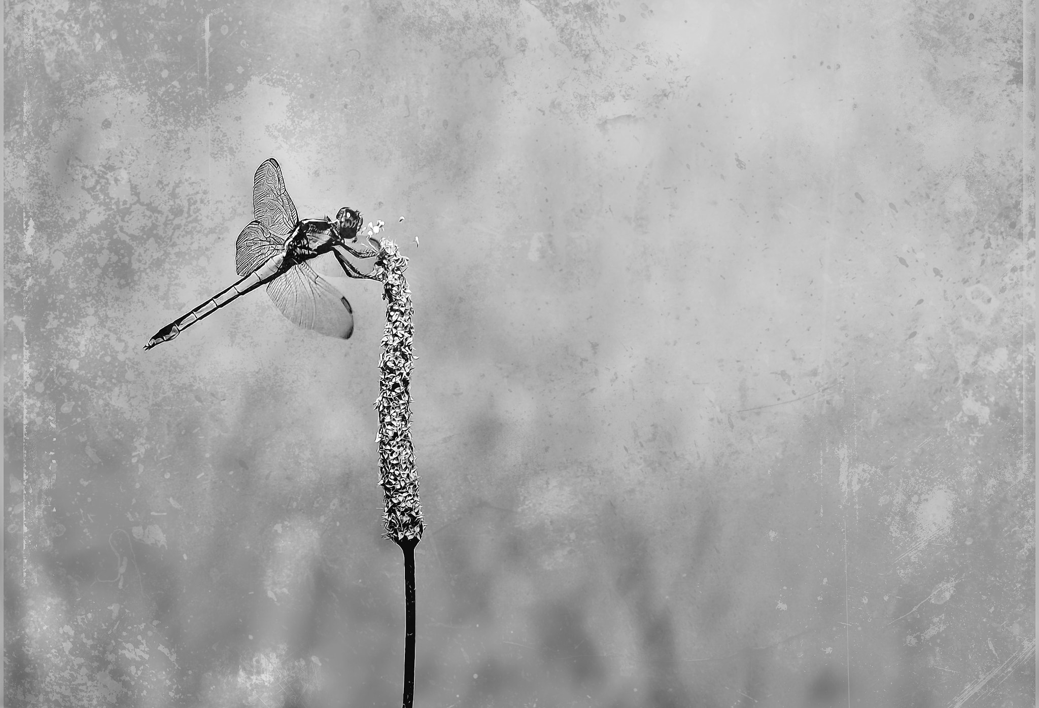 Nikon AF-S Micro-Nikkor 105mm F2.8G IF-ED VR sample photo. Metallic dragonfly photography