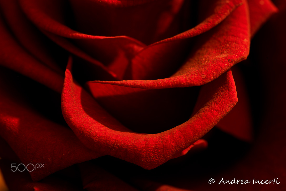 Nikon D810 sample photo. Rose details photography