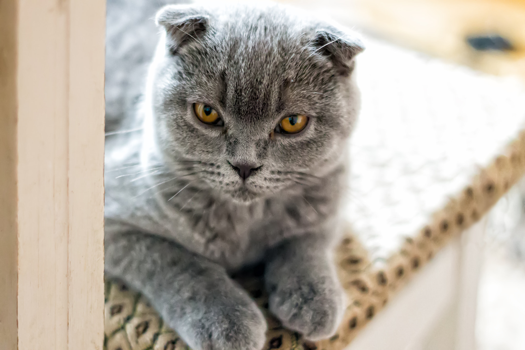 Canon EOS 1100D (EOS Rebel T3 / EOS Kiss X50) + Canon EF 50mm F1.8 STM sample photo. Fluffy emma. photography