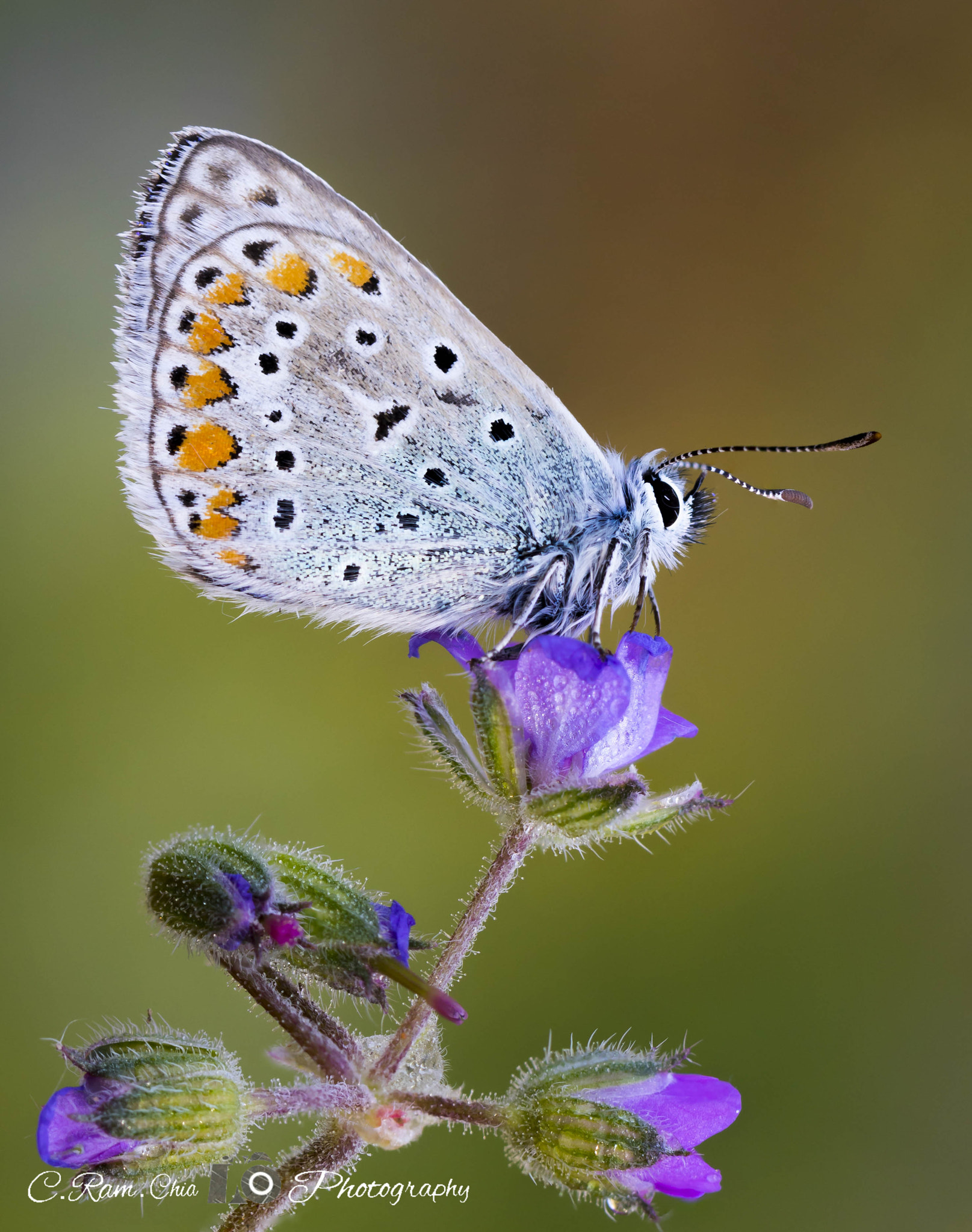 Canon EF 100mm F2.8L Macro IS USM sample photo. Una princesita photography