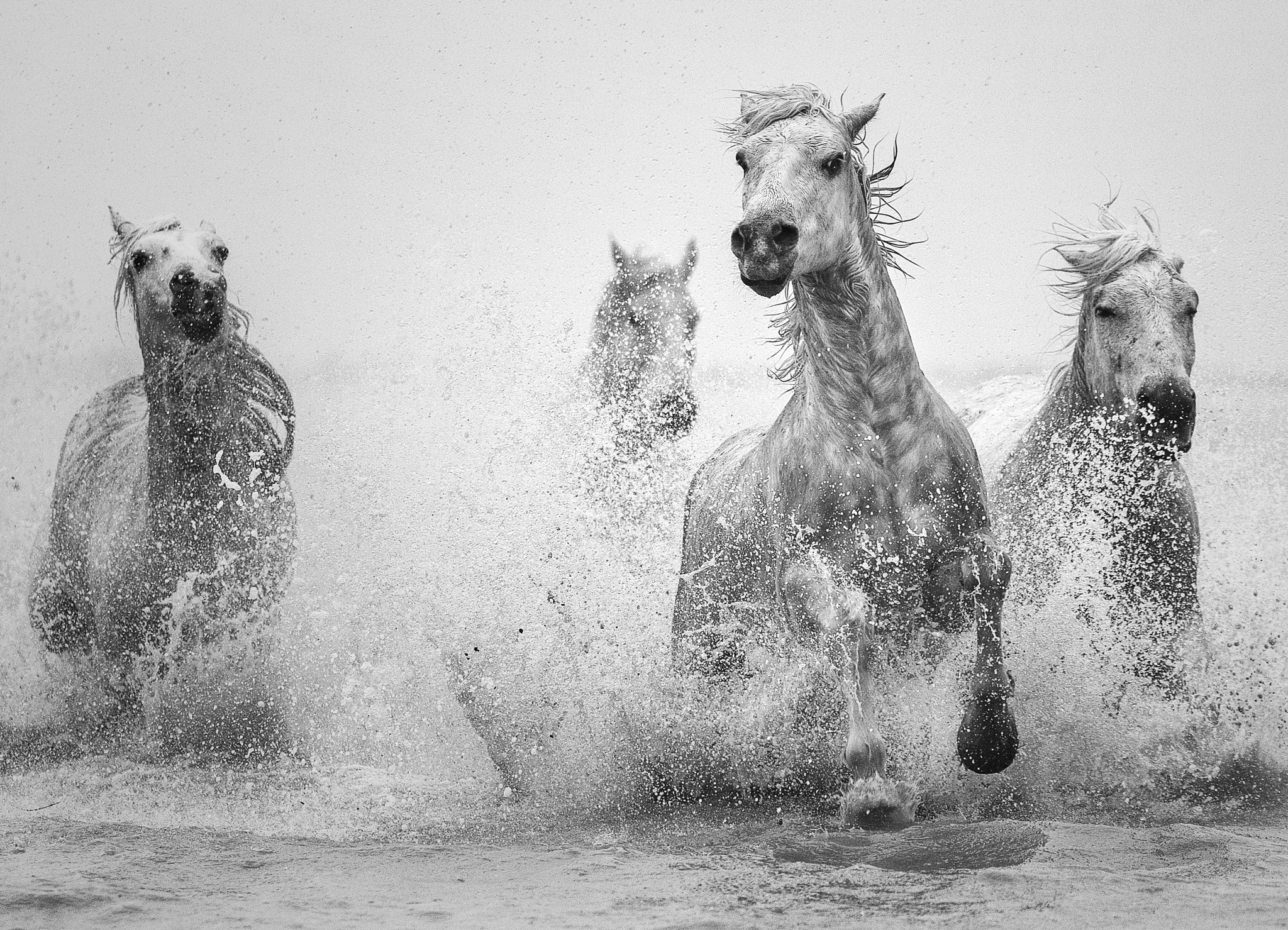 Canon EOS-1D X sample photo. Morning run.... photography