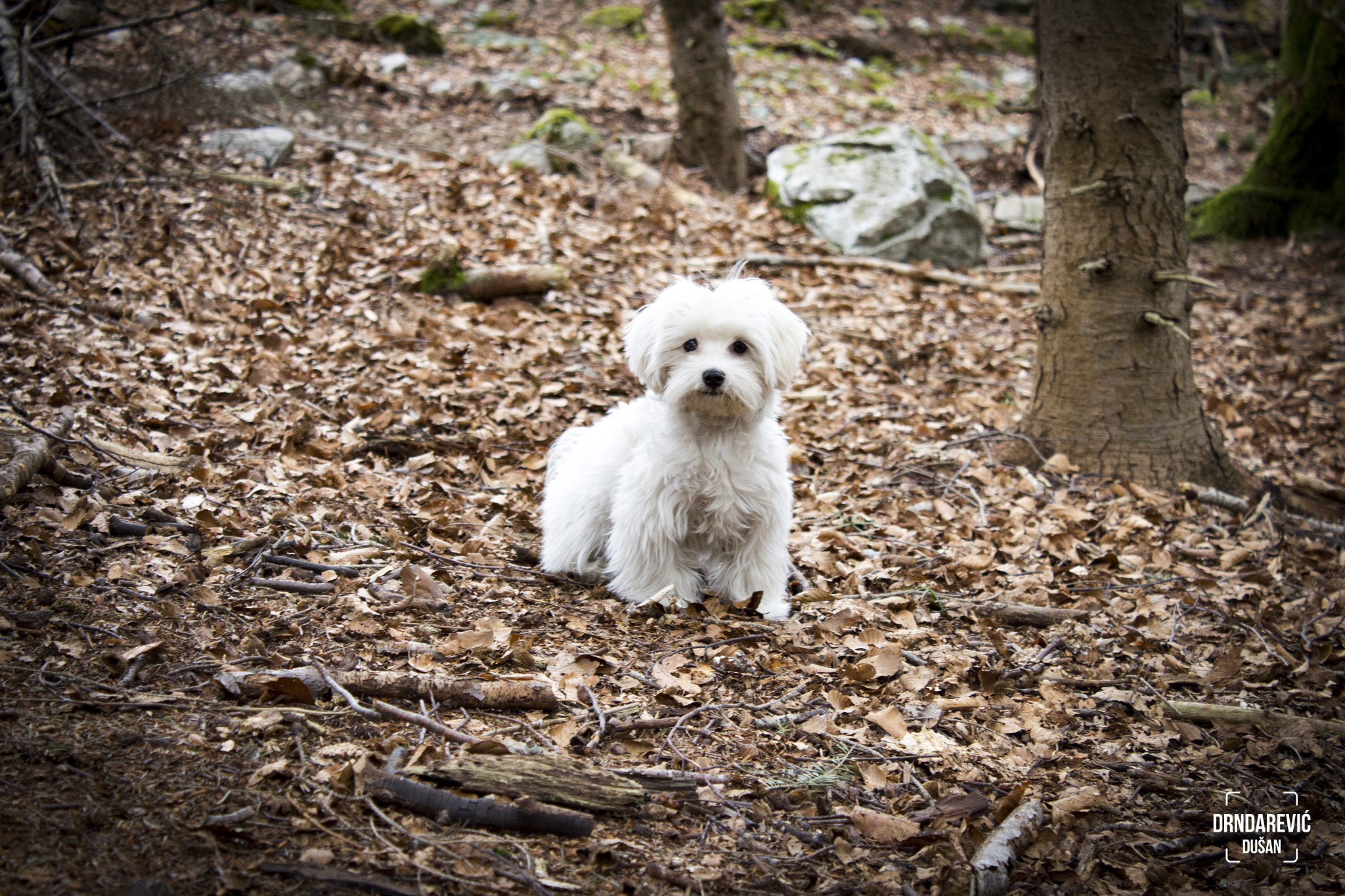 Canon EOS 600D (Rebel EOS T3i / EOS Kiss X5) sample photo. My dog masha :) photography