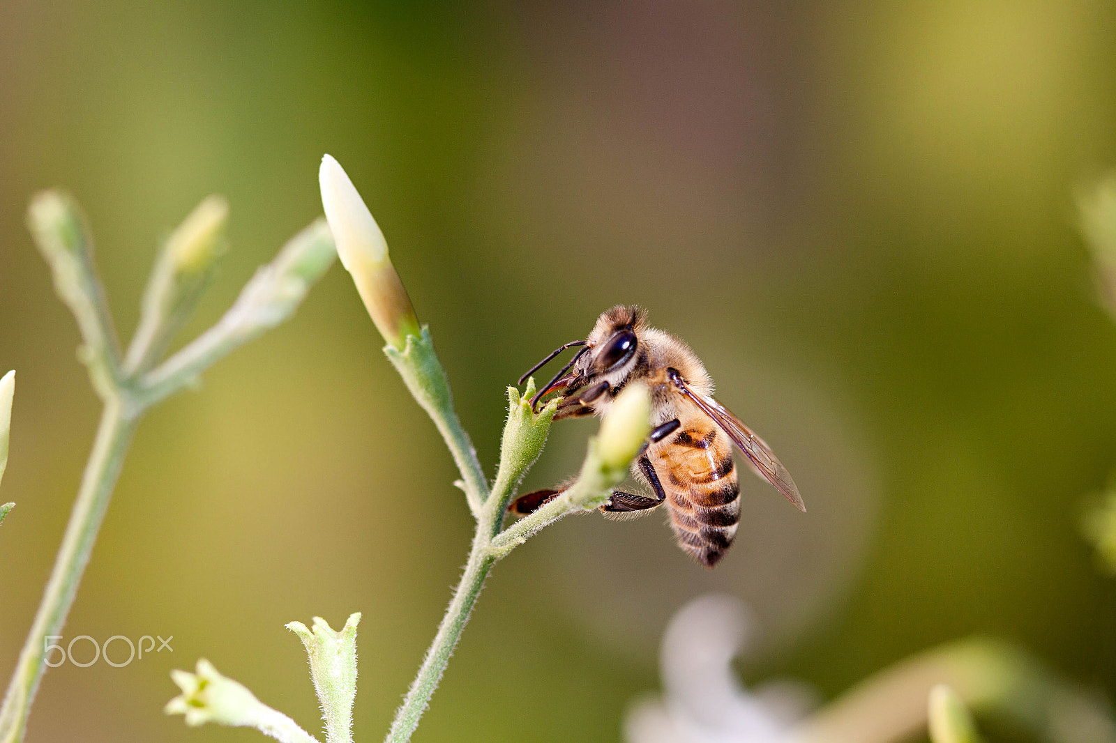 Canon EOS 50D sample photo. Beezee bee photography