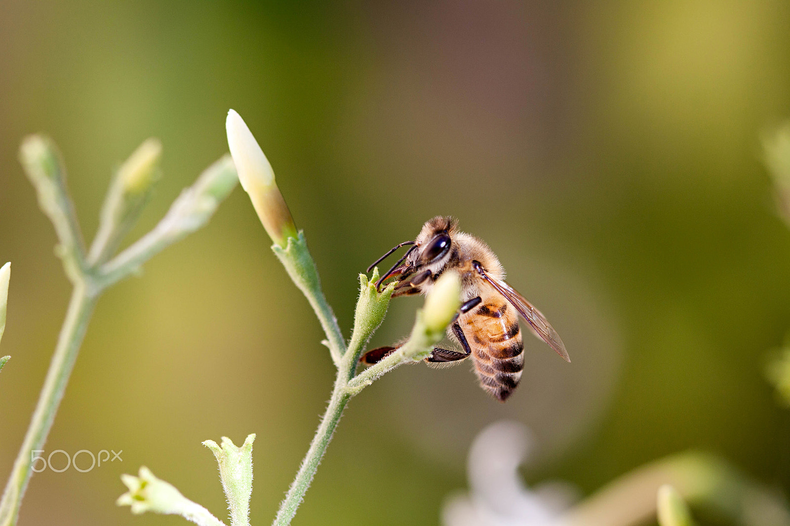 Canon EOS 50D + Canon EF 100mm F2.8 Macro USM sample photo. Beezee bee photography