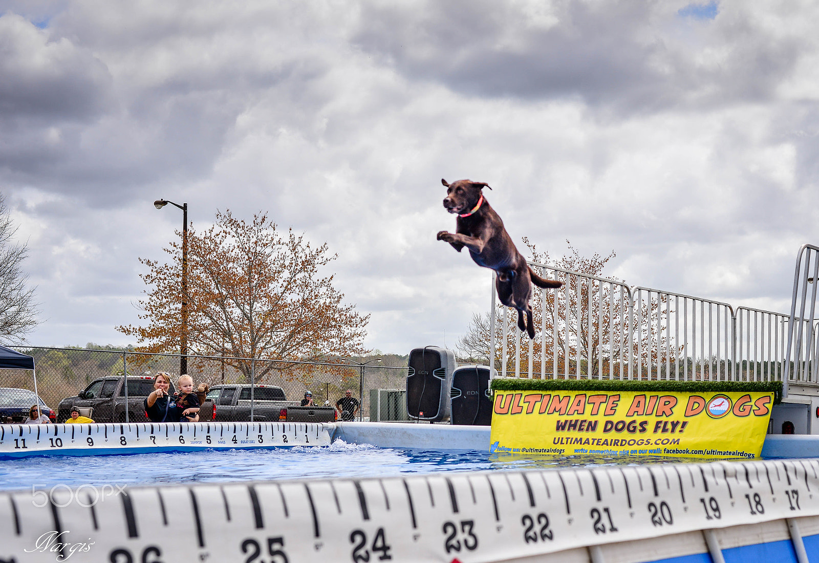 Nikon D610 sample photo. Jumping dog photography