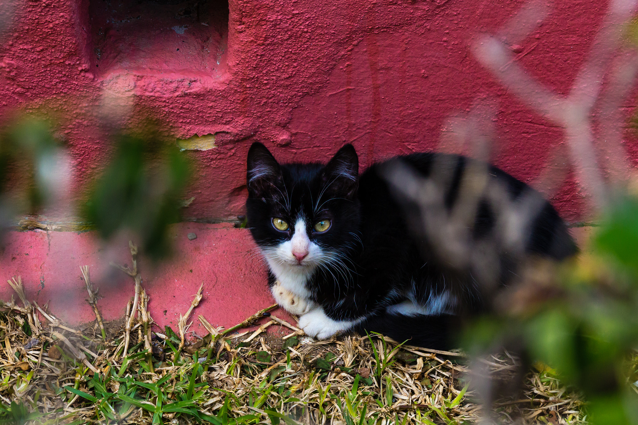 Canon EOS 1200D (EOS Rebel T5 / EOS Kiss X70 / EOS Hi) + Sigma 18-250mm F3.5-6.3 DC OS HSM sample photo. Lonely cat photography