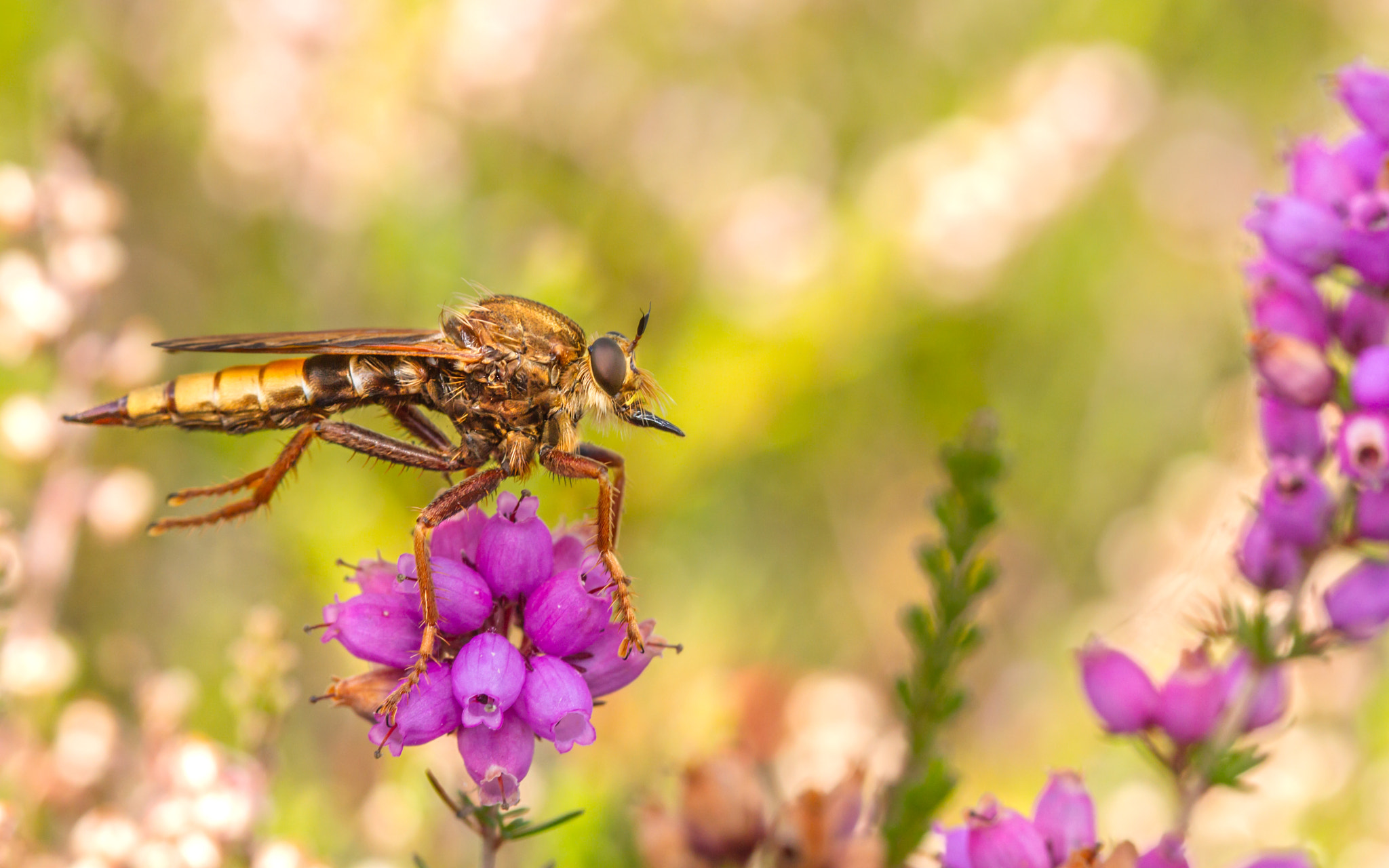 Canon EF 100mm F2.8 Macro USM sample photo. Hornet robberfly (asilus crobroniformis) photography