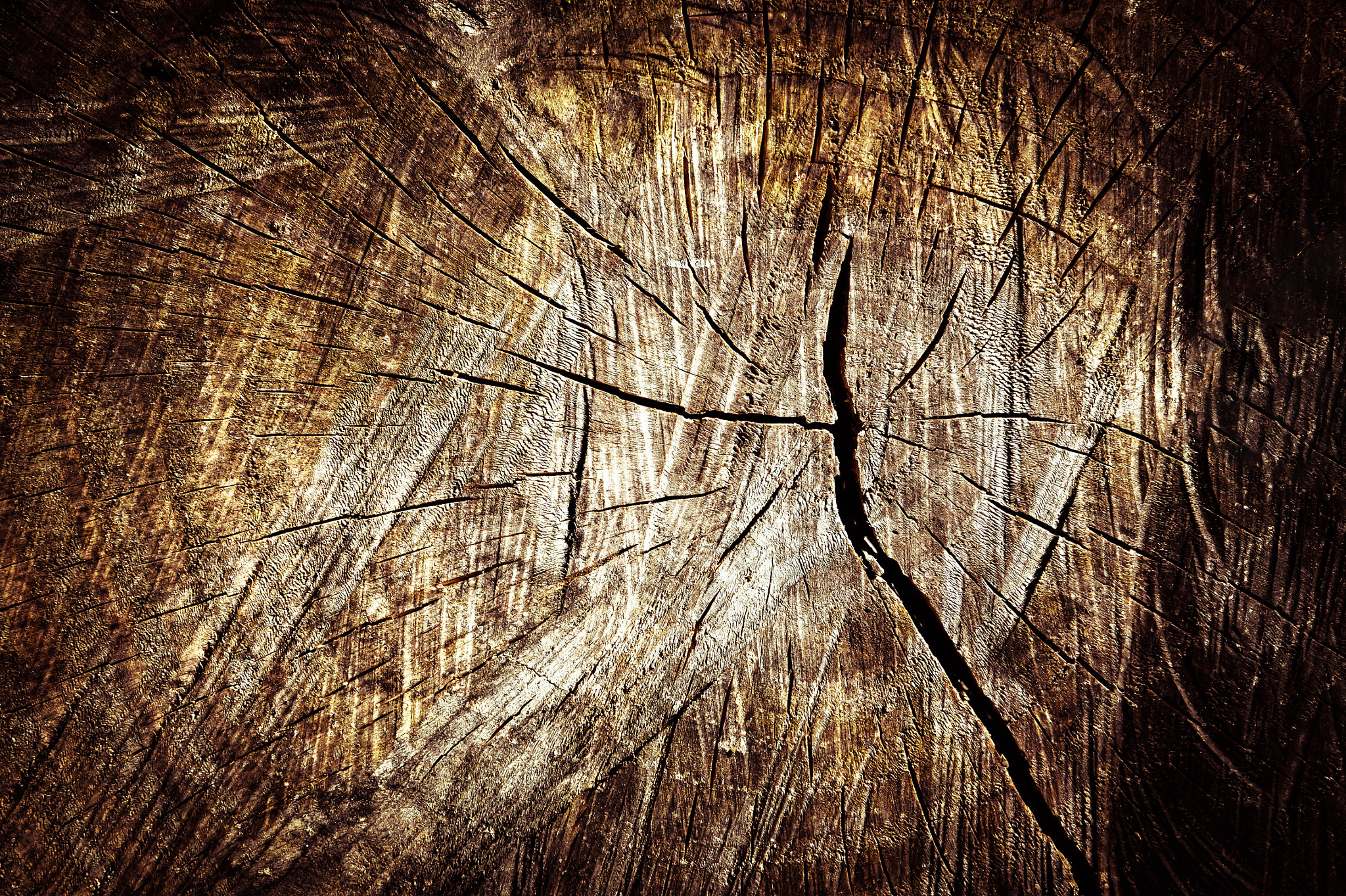 Nikon D5500 sample photo. Dark cut tree trunk photography