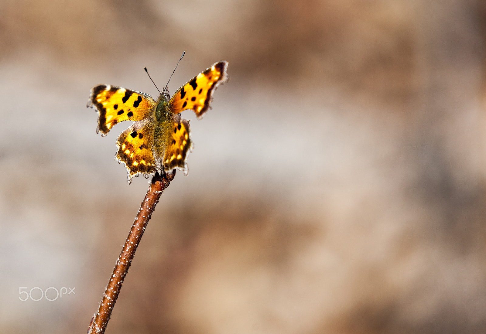 Canon EF 70-200mm F2.8L IS II USM sample photo. Butterfly photography