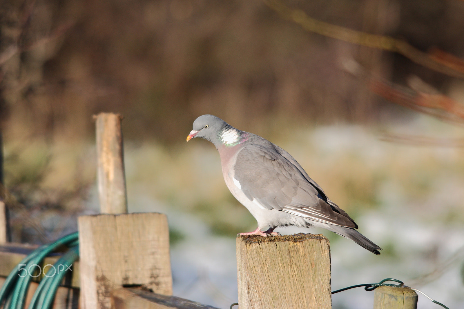 Canon EOS 450D (EOS Rebel XSi / EOS Kiss X2) + Sigma 150-500mm F5-6.3 DG OS HSM sample photo. Wood pigeon photography