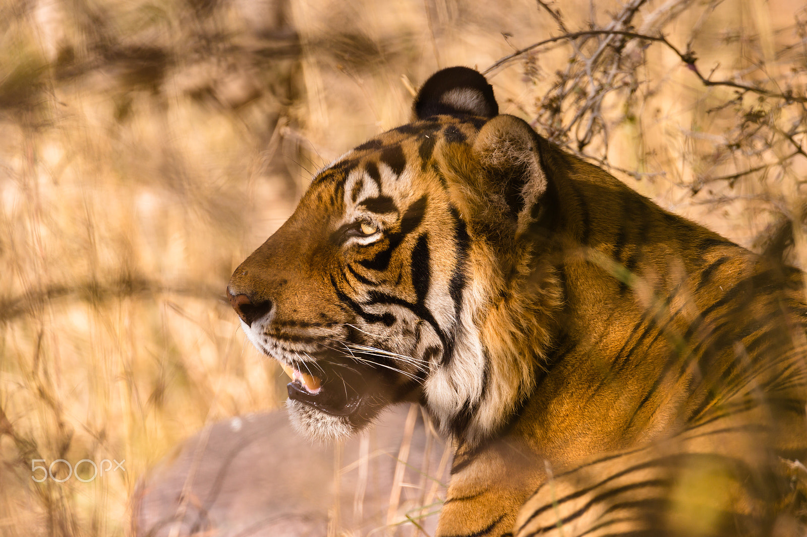 Canon EOS-1D X + Canon EF 500mm F4L IS USM sample photo. Tiger in the rough photography