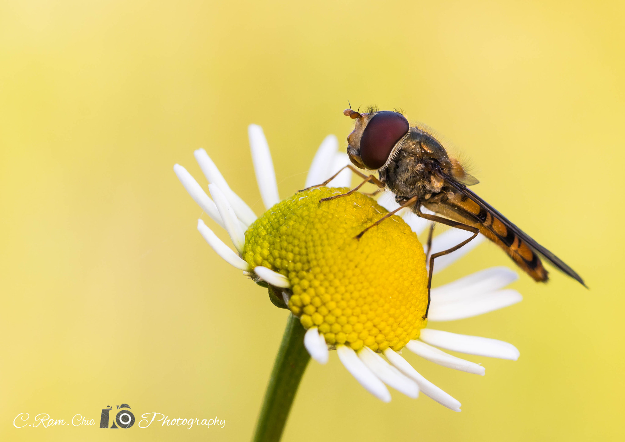 Canon EF 100mm F2.8L Macro IS USM sample photo. Una mosca con aires de avispa photography