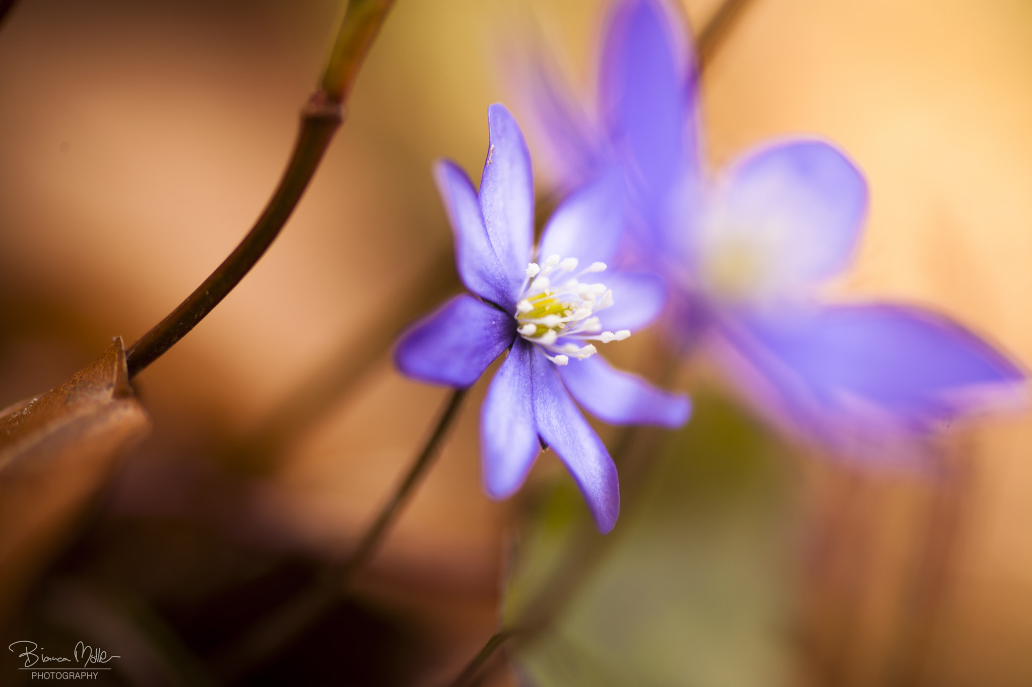 Canon EOS 5D Mark II sample photo. Hepatica nobilis photography