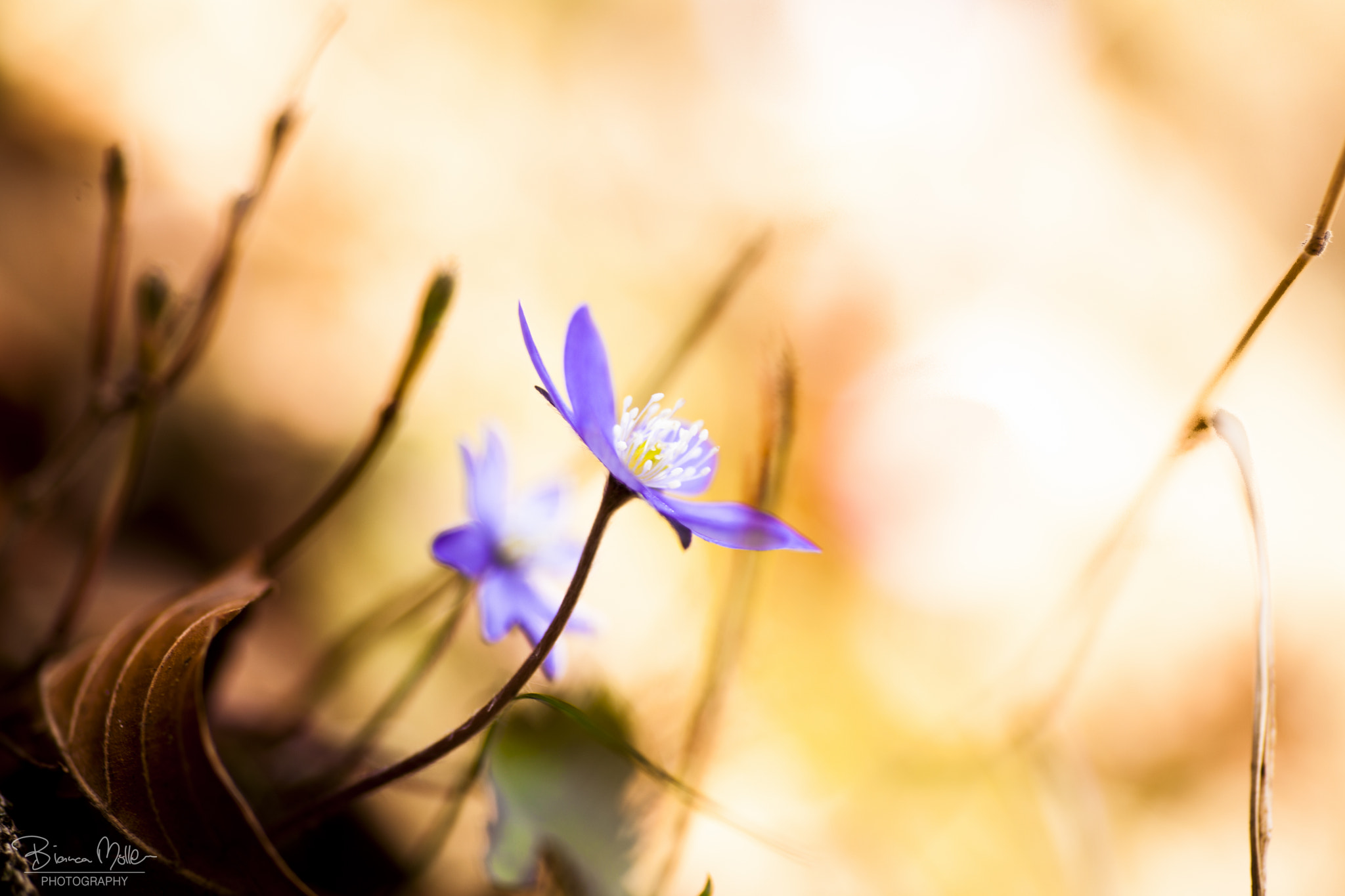 Canon EOS 5D Mark II + Tamron SP AF 90mm F2.8 Di Macro sample photo. Sonnenanbeterin photography