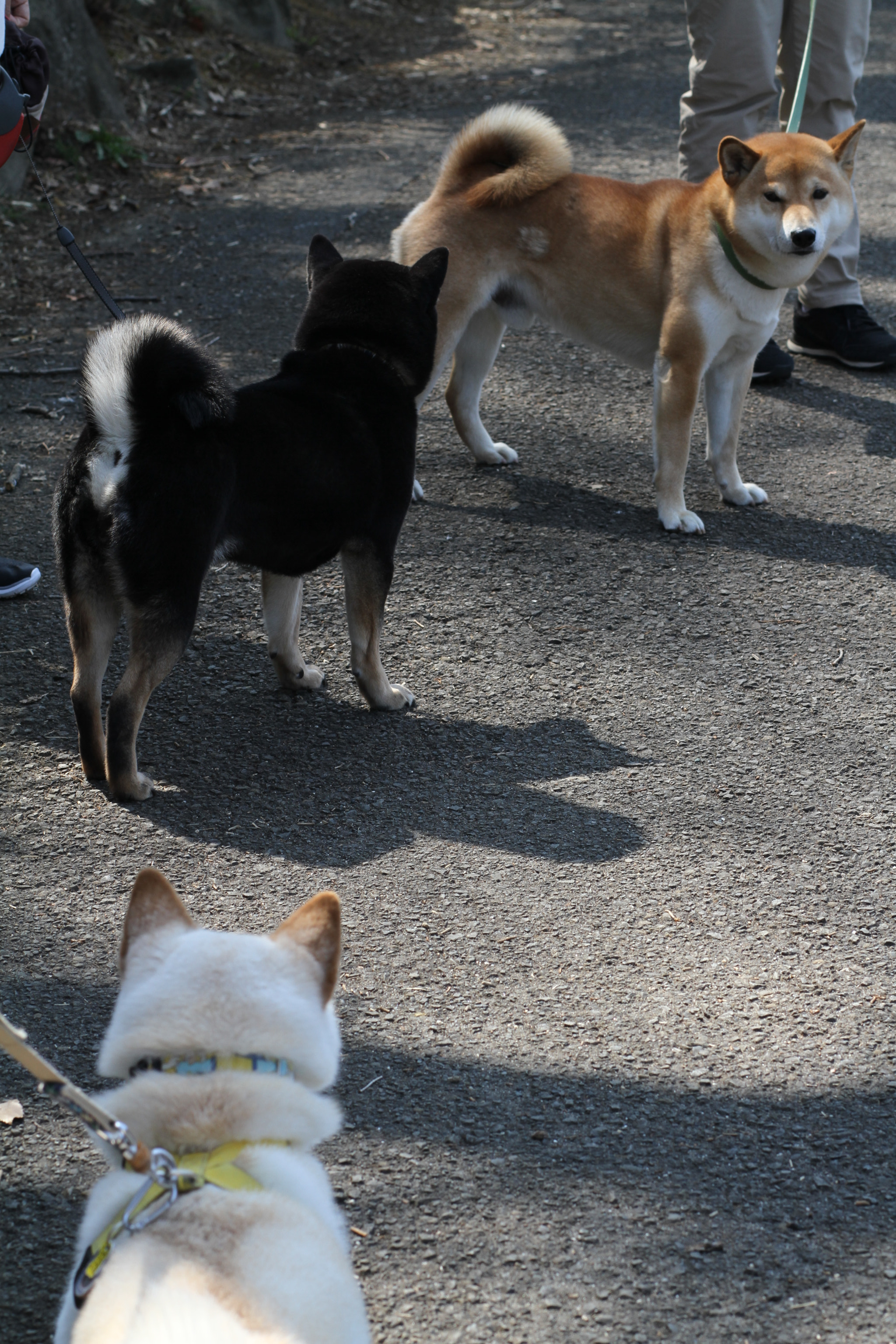 Canon EOS 7D + Canon EF 85mm F1.8 USM sample photo. Three types of shibadog photography