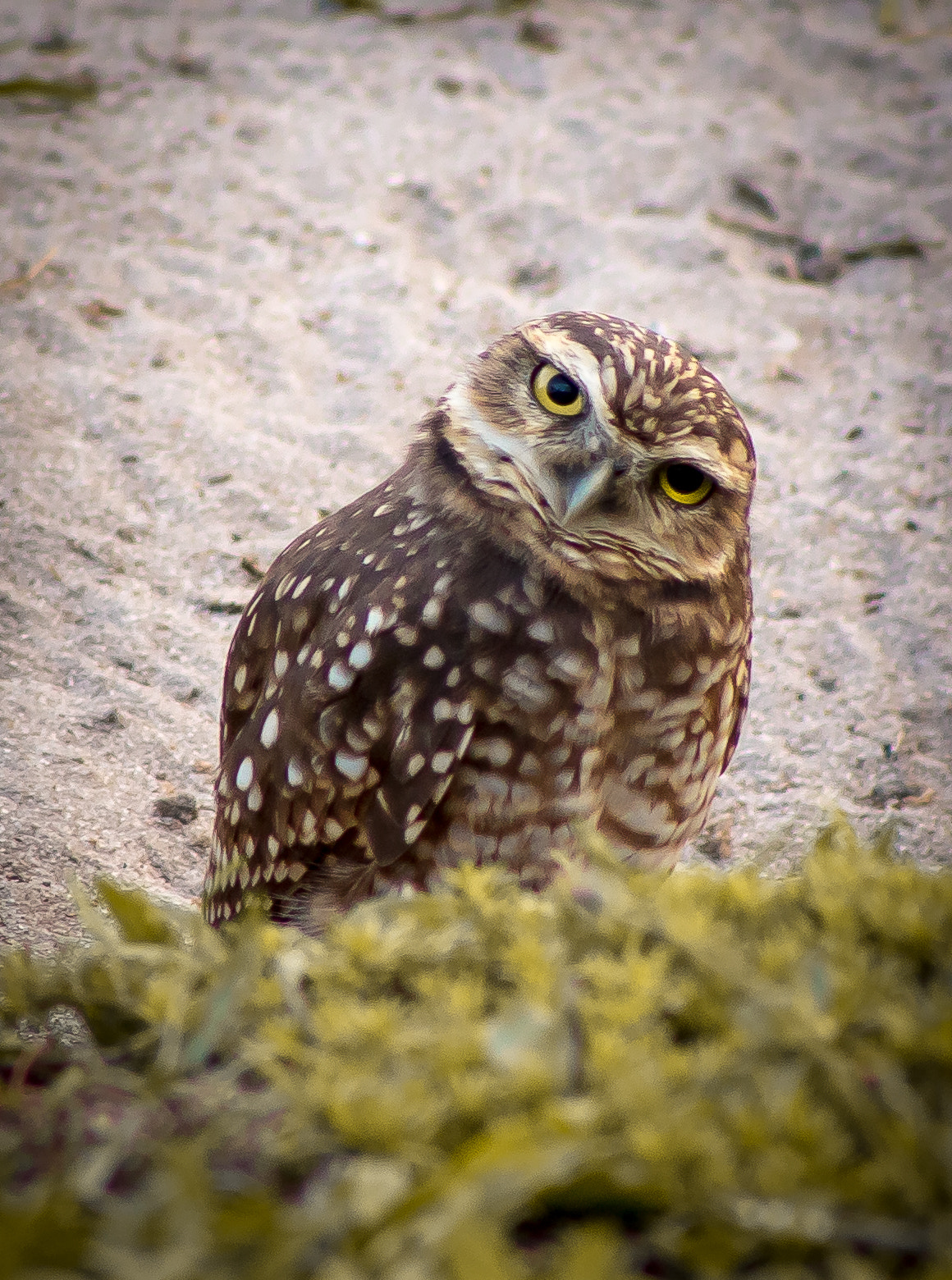 Canon EOS 6D + EF75-300mm f/4-5.6 sample photo. Birds photography