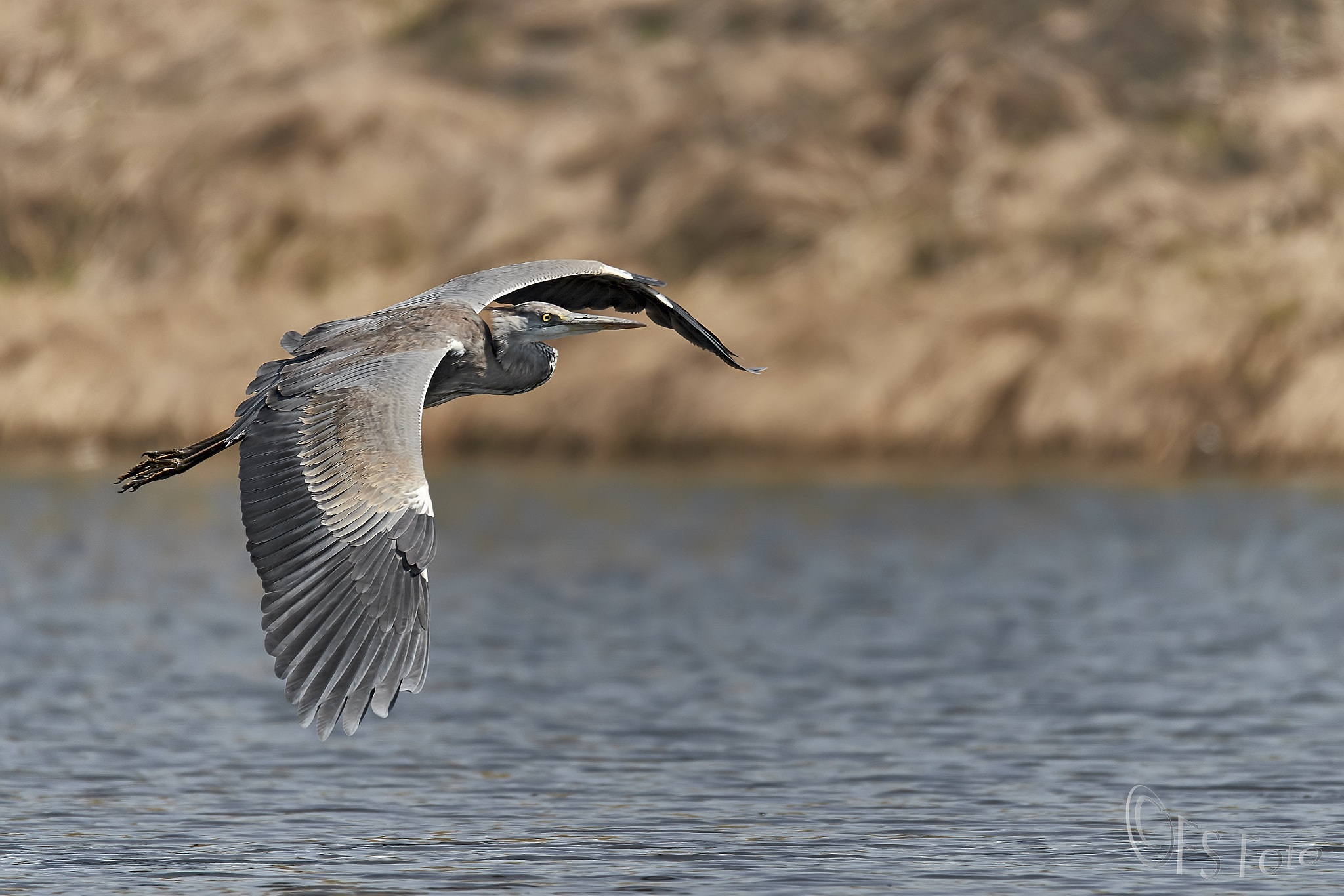 Canon EOS-1D X Mark II sample photo. Airone in caccia photography