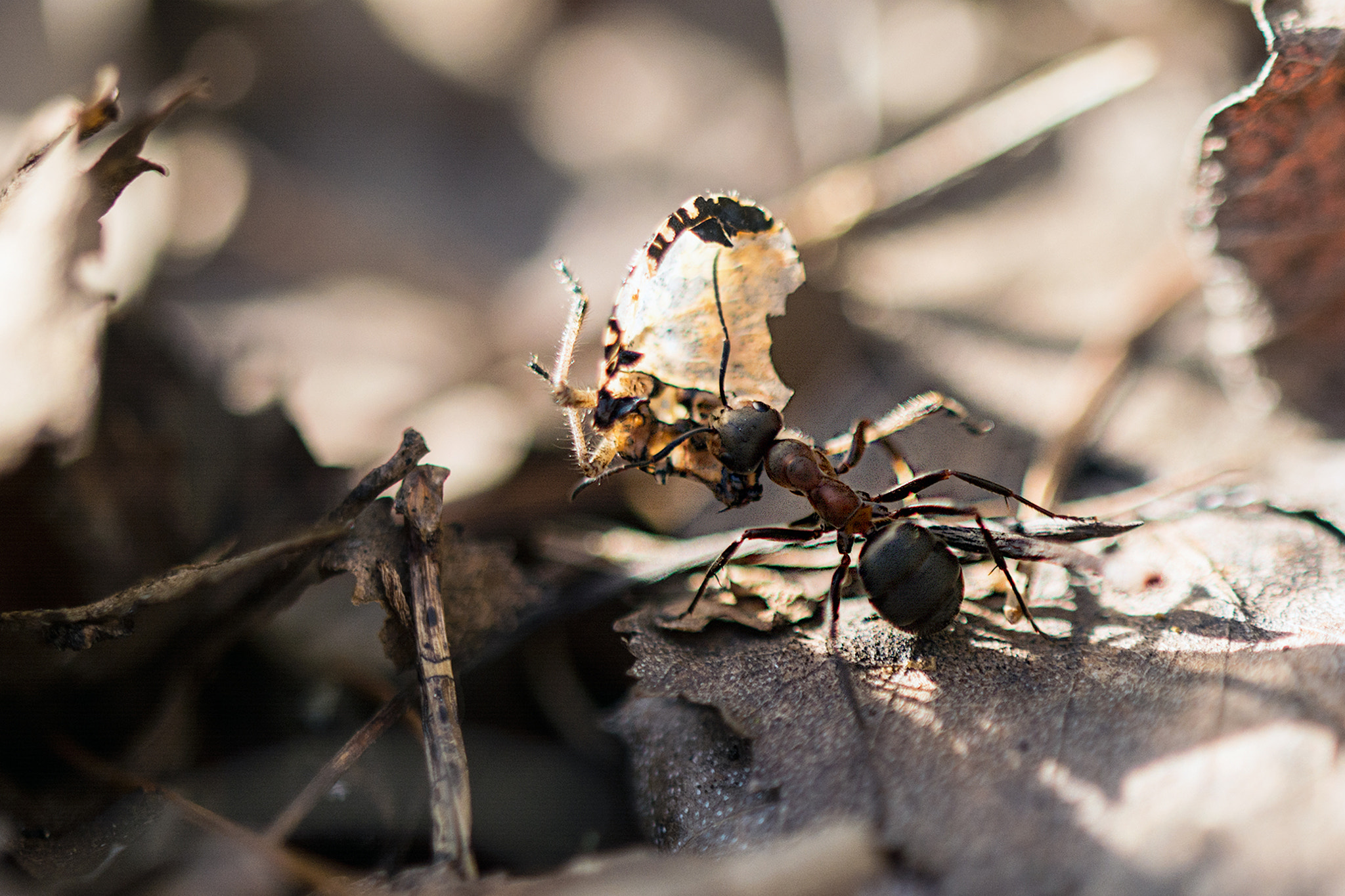 Sigma 105mm F2.8 EX DG OS HSM sample photo. The ant photography