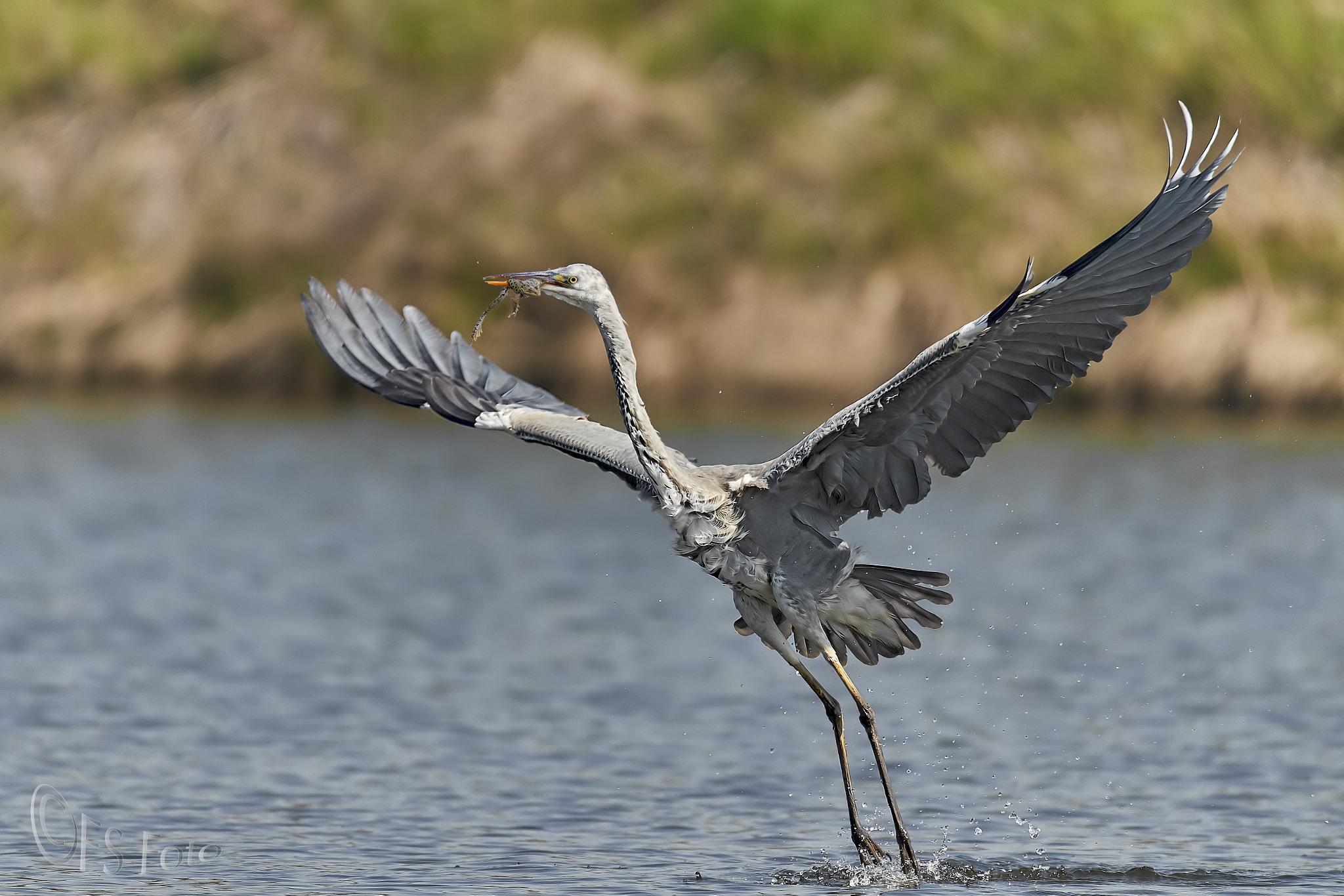 Canon EOS-1D X Mark II sample photo. Airone in azione photography