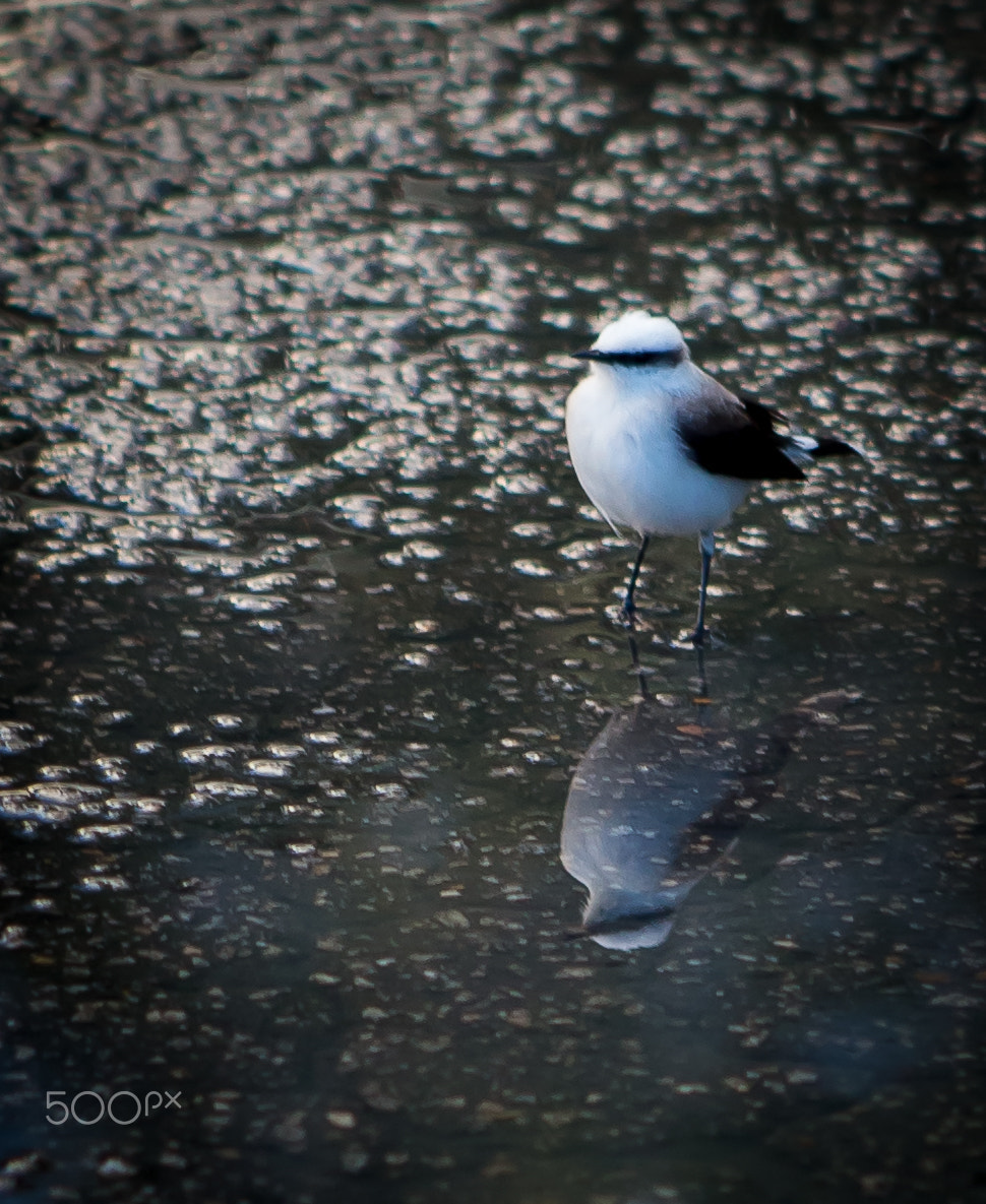 Canon EOS 6D + EF75-300mm f/4-5.6 sample photo. Birds photography