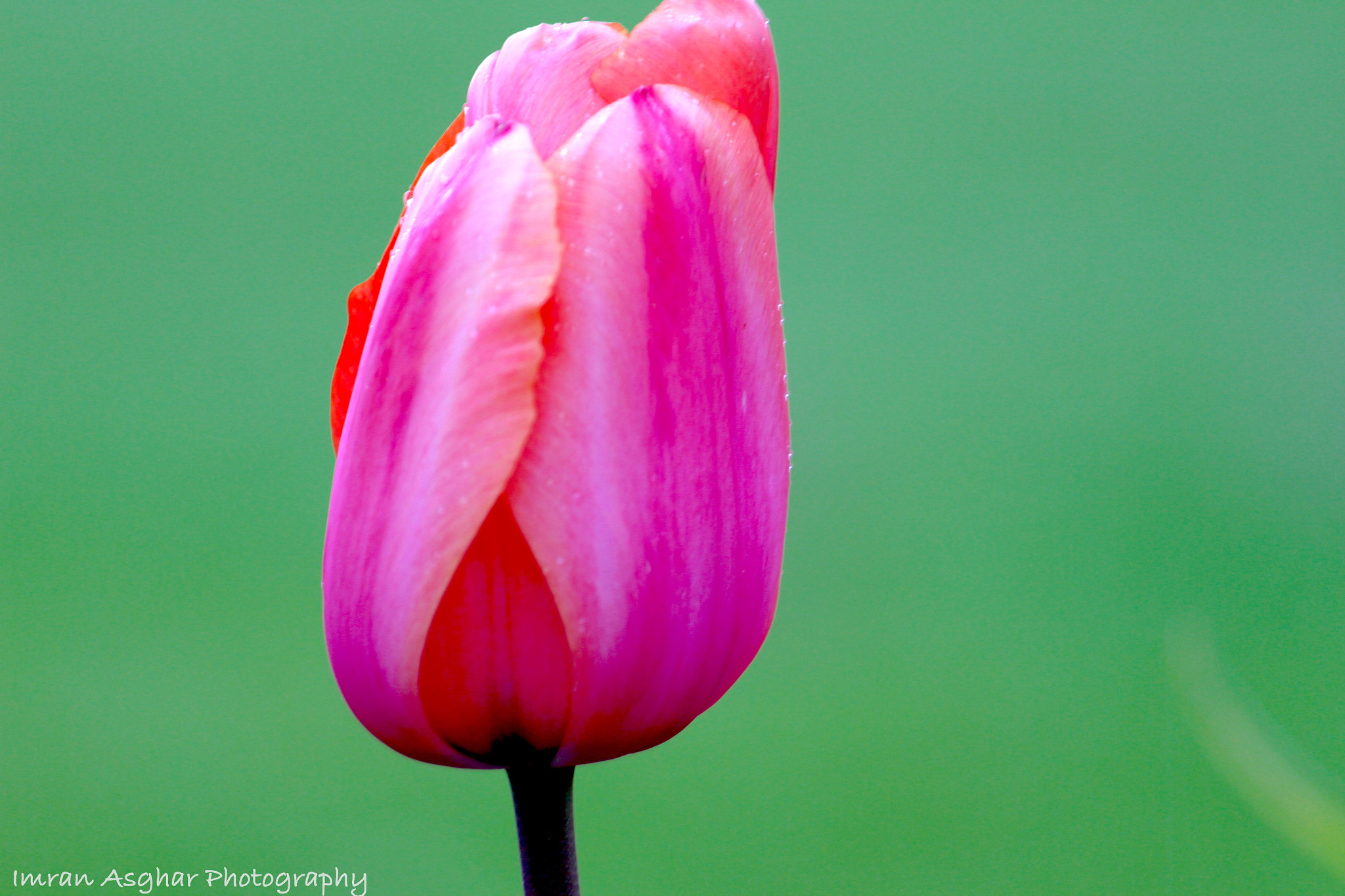 Canon EOS 700D (EOS Rebel T5i / EOS Kiss X7i) + Canon EF 70-200mm F4L USM sample photo. Tulip photography