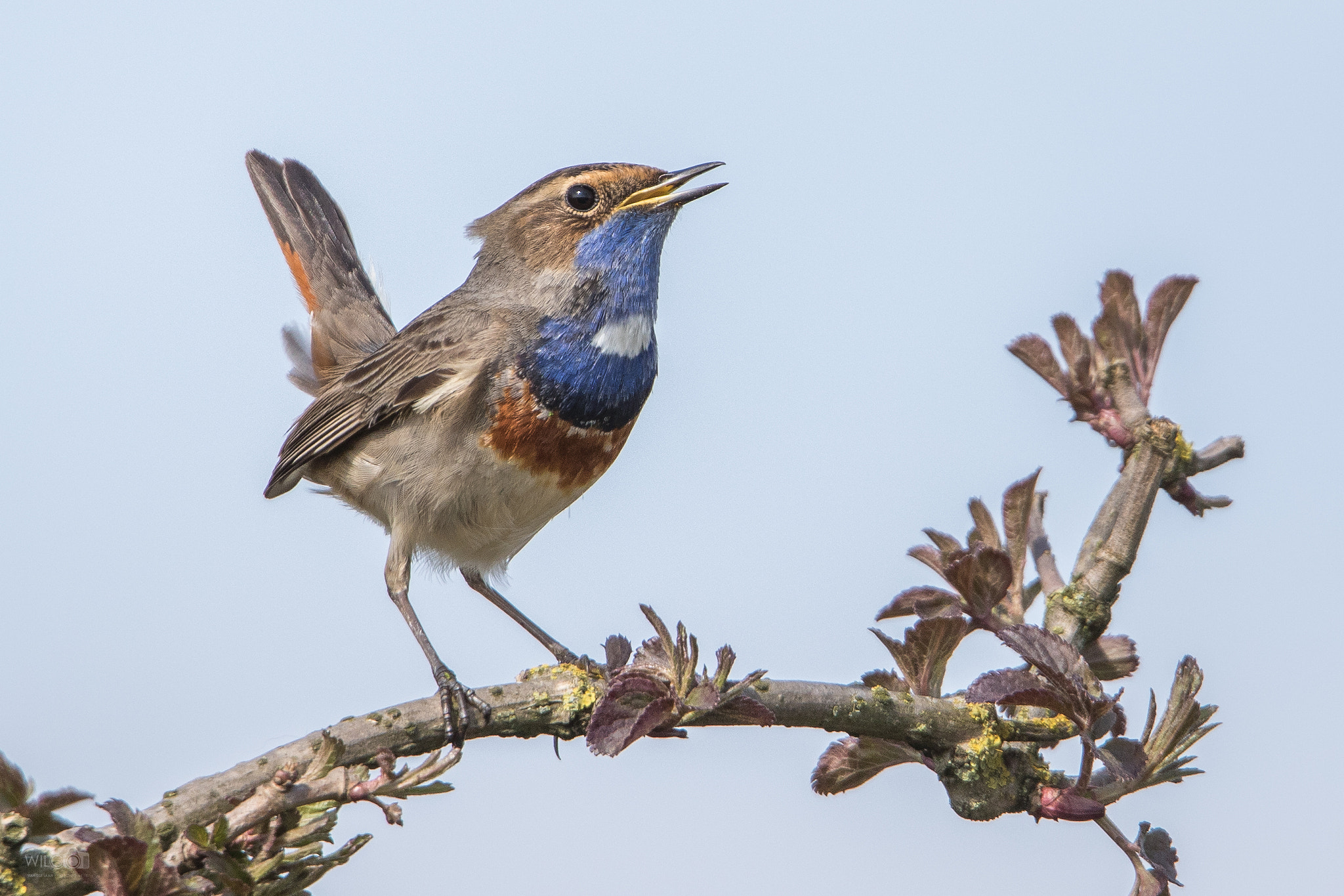 150-600mm F5-6.3 DG OS HSM | Sports 014 sample photo. Bluethroat photography