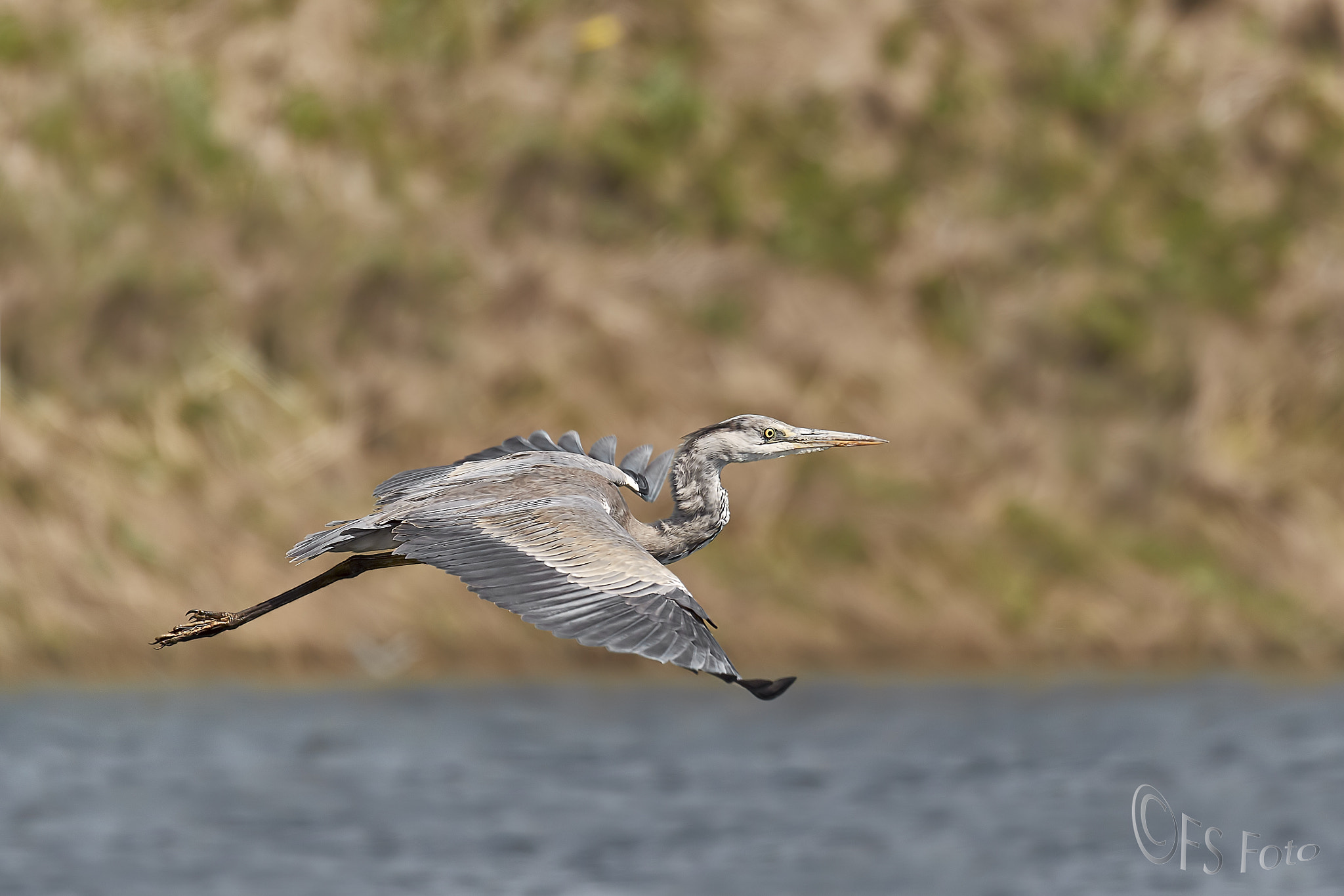 Canon EOS-1D X Mark II sample photo. Airone in caccia photography