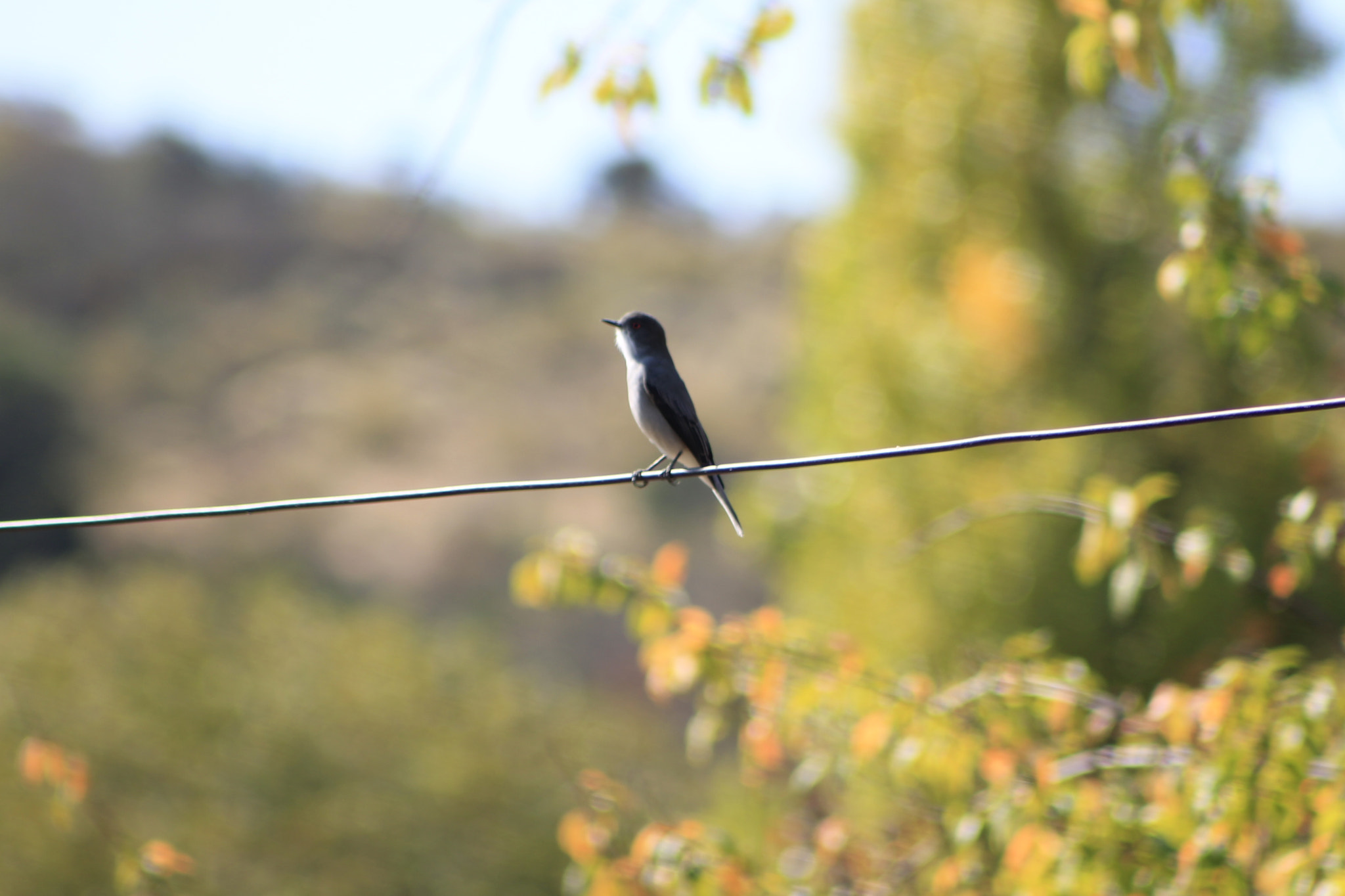 Canon EF 75-300mm f/4-5.6 USM sample photo. Mg photography