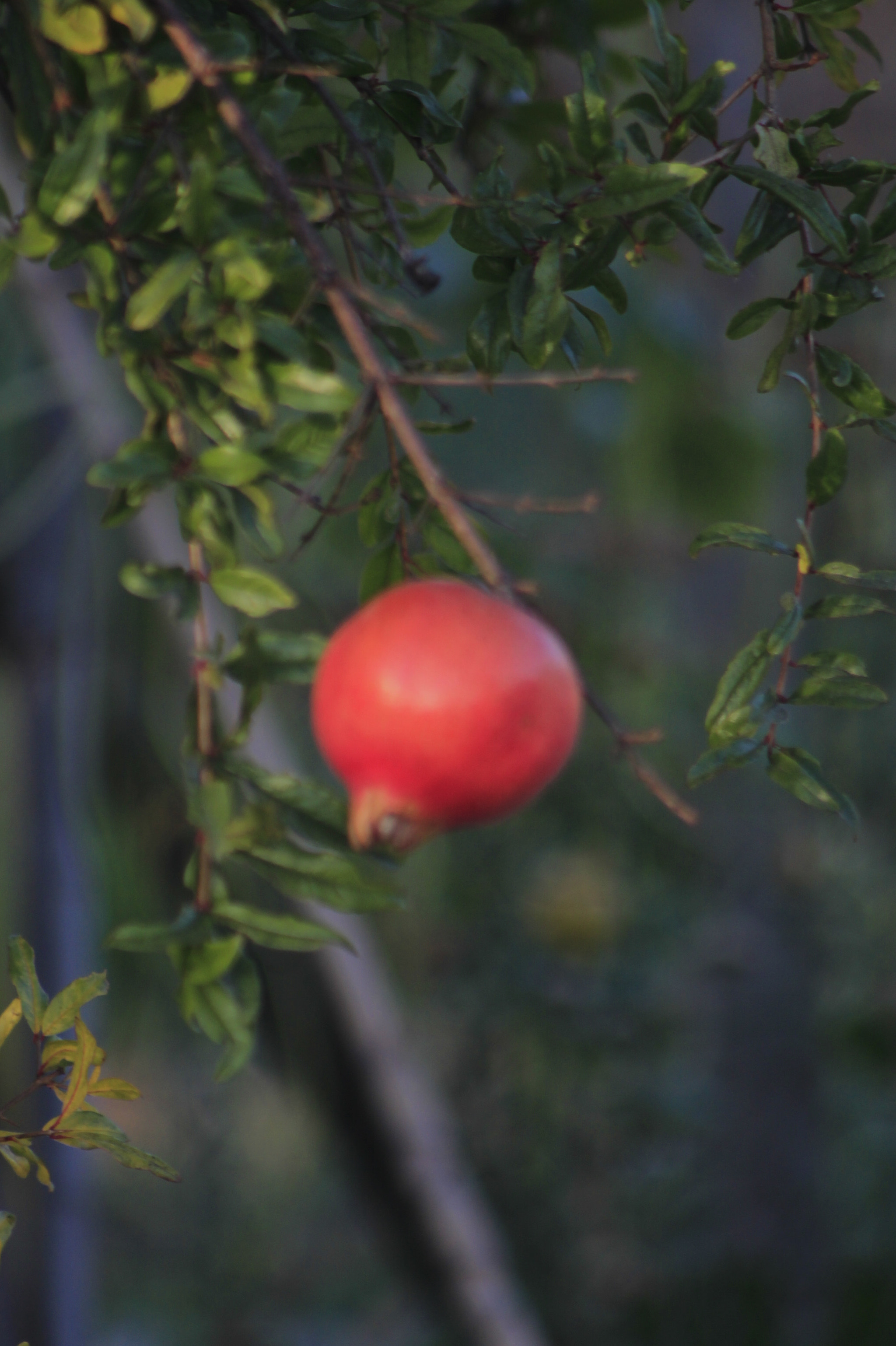 Canon EF 75-300mm f/4-5.6 USM sample photo. Mg photography