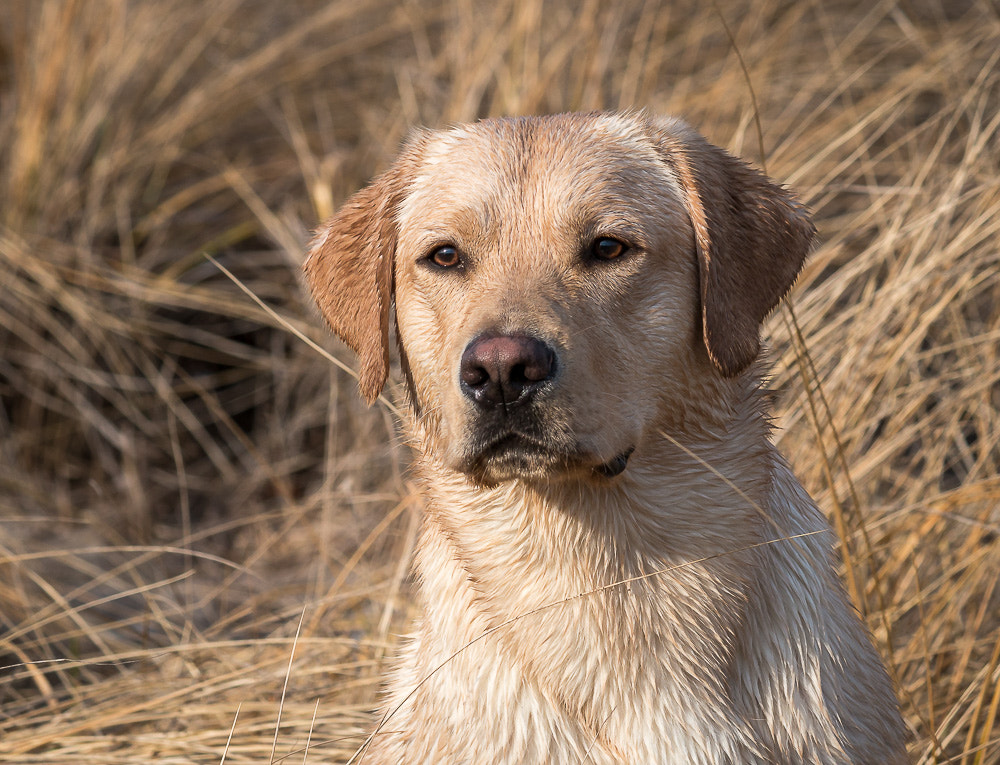 Canon EF-S 55-250mm F4-5.6 IS II sample photo. Classic yellow lab photography