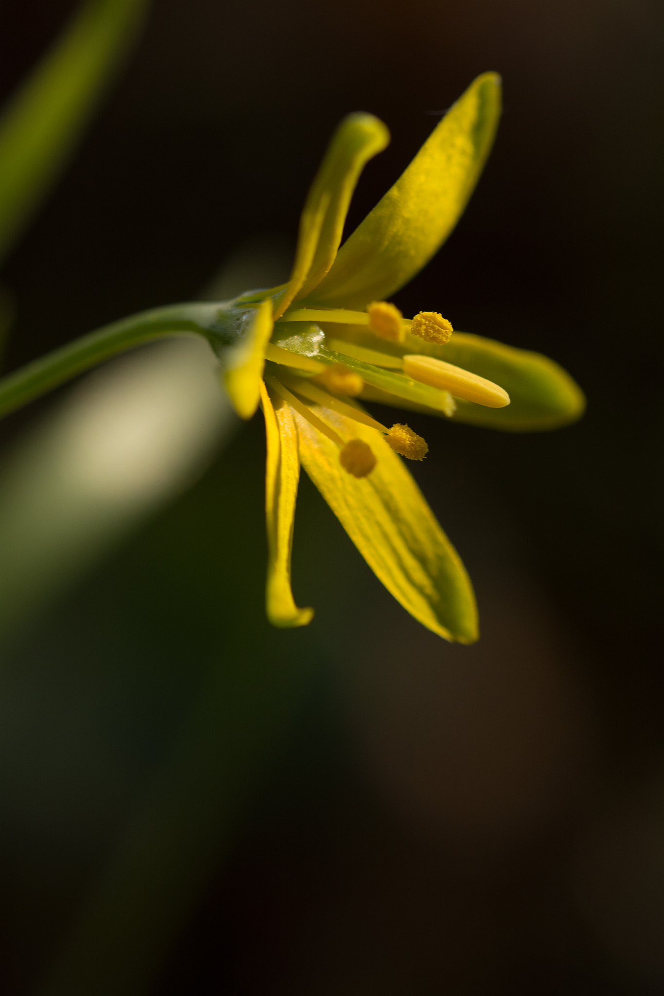 Sigma 105mm F2.8 EX DG OS HSM sample photo. Floret photography