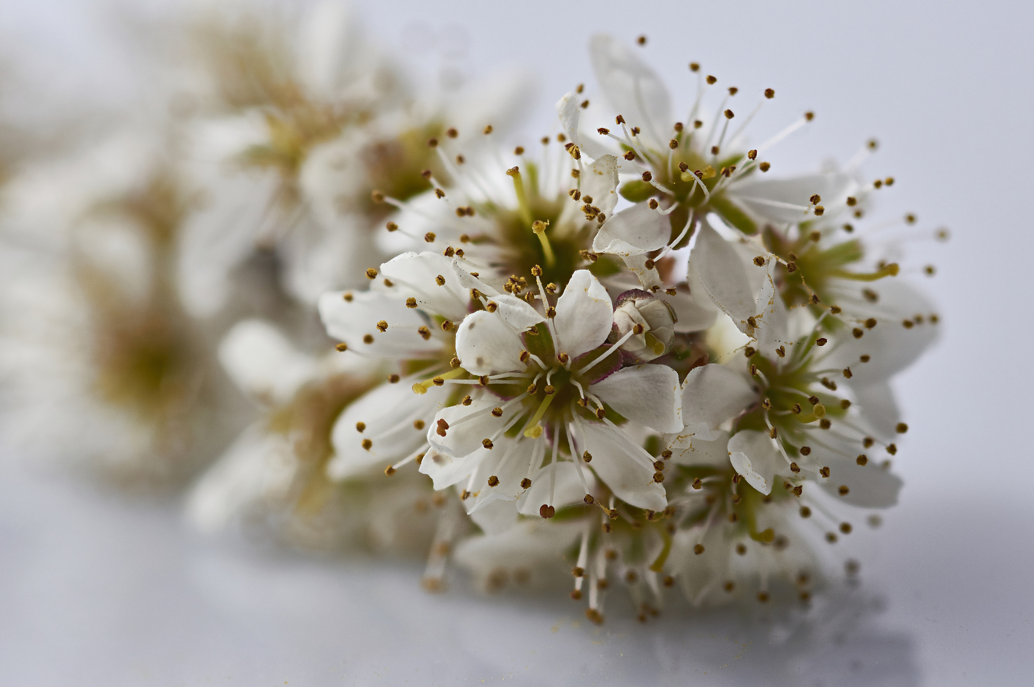 Sigma 105mm F2.8 EX DG OS HSM sample photo. Hawthorn - crataegus - blossom photography
