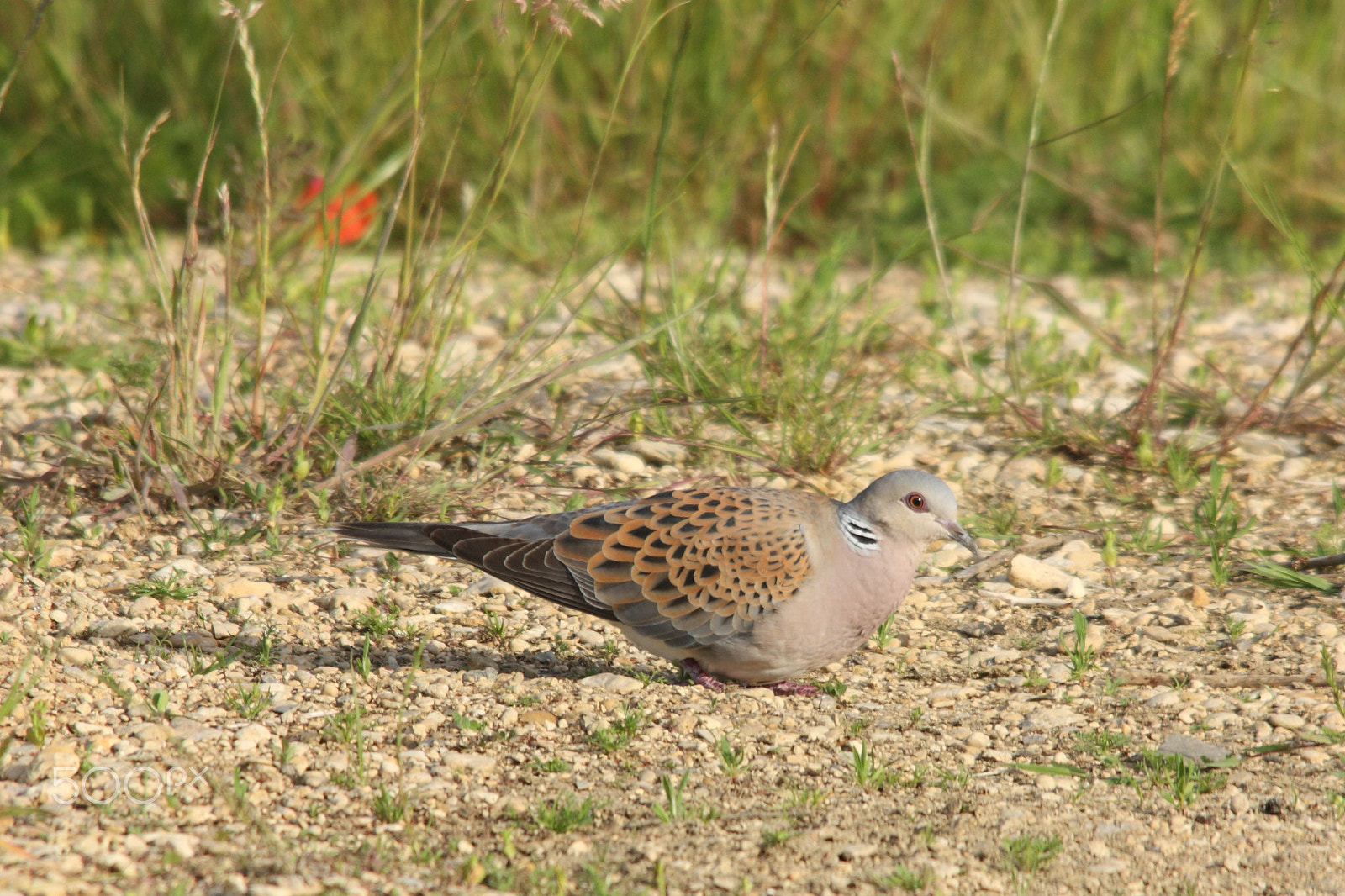 Canon EOS 450D (EOS Rebel XSi / EOS Kiss X2) + Sigma 150-500mm F5-6.3 DG OS HSM sample photo. Turtle dove photography