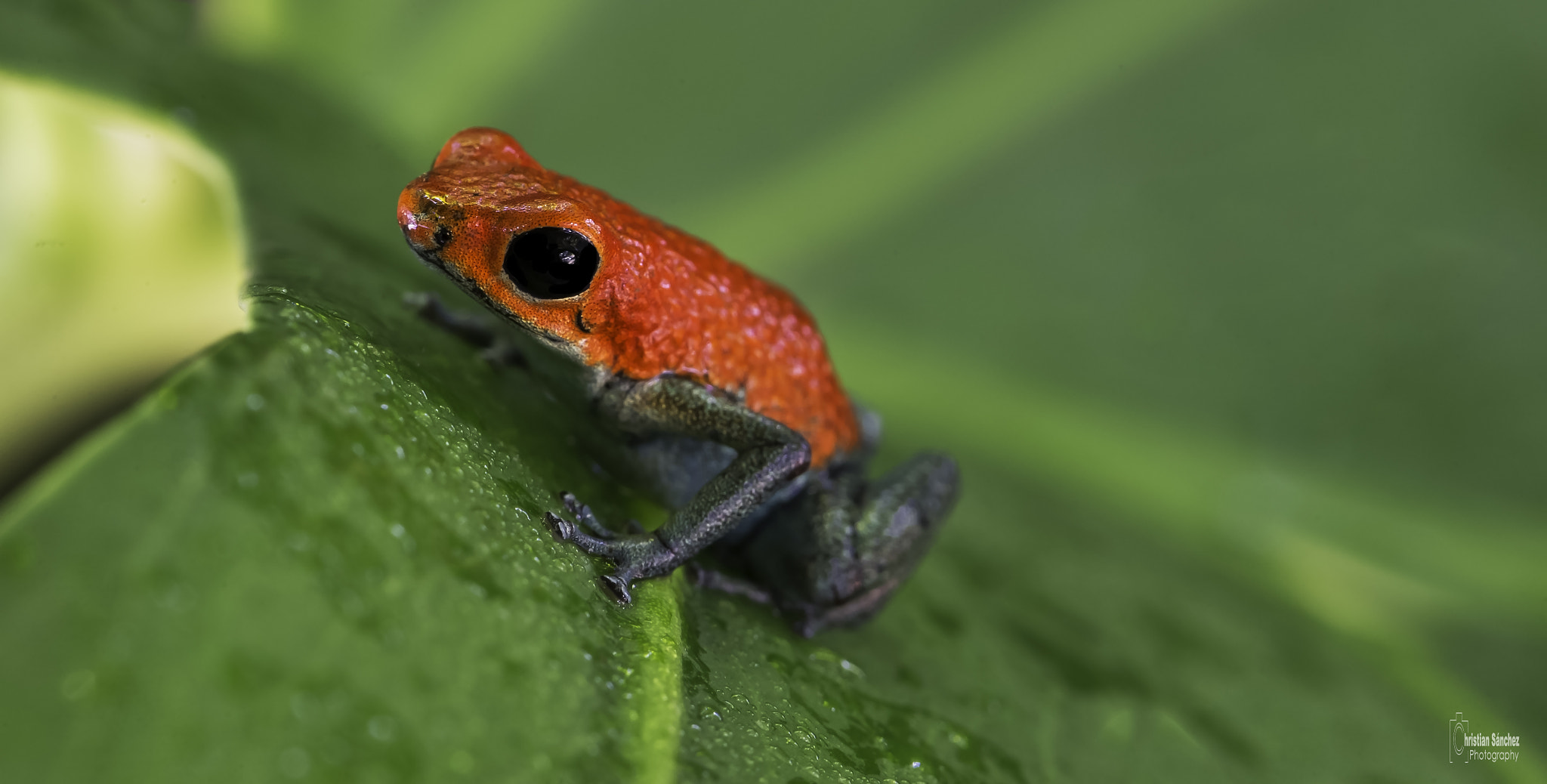 Nikon AF-S Micro-Nikkor 105mm F2.8G IF-ED VR sample photo. Granular poision frog photography