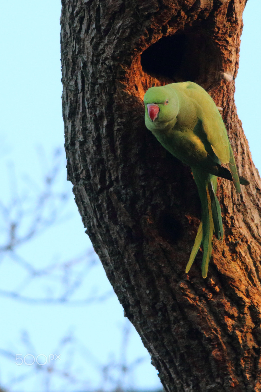 Sigma 150-500mm F5-6.3 DG OS HSM sample photo. Guarding the nest hole photography