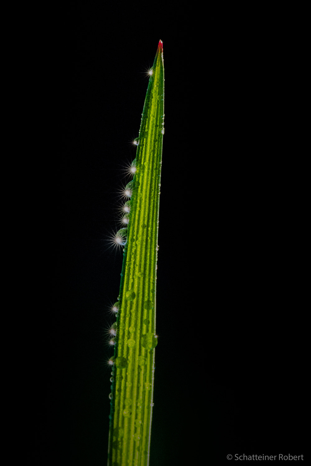 Canon EF 100mm F2.8L Macro IS USM sample photo. Grashalm photography