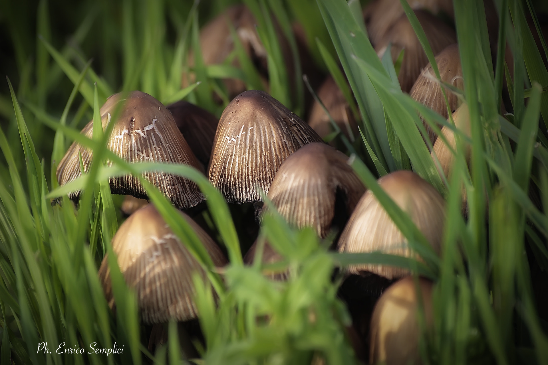 Sigma 70-300mm F4-5.6 APO DG Macro sample photo. Funghetti photography