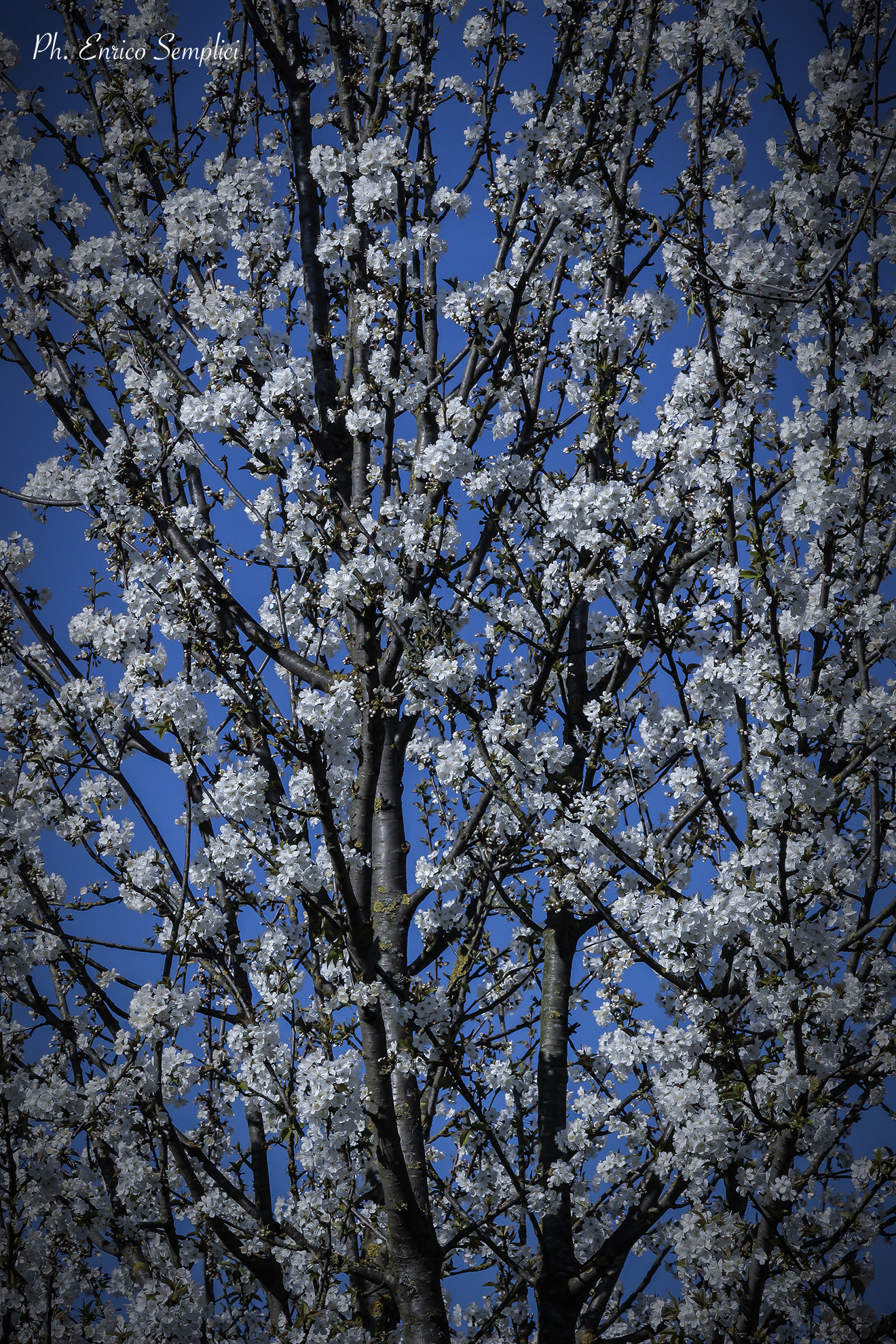Sigma 70-300mm F4-5.6 APO DG Macro sample photo. Primavera photography
