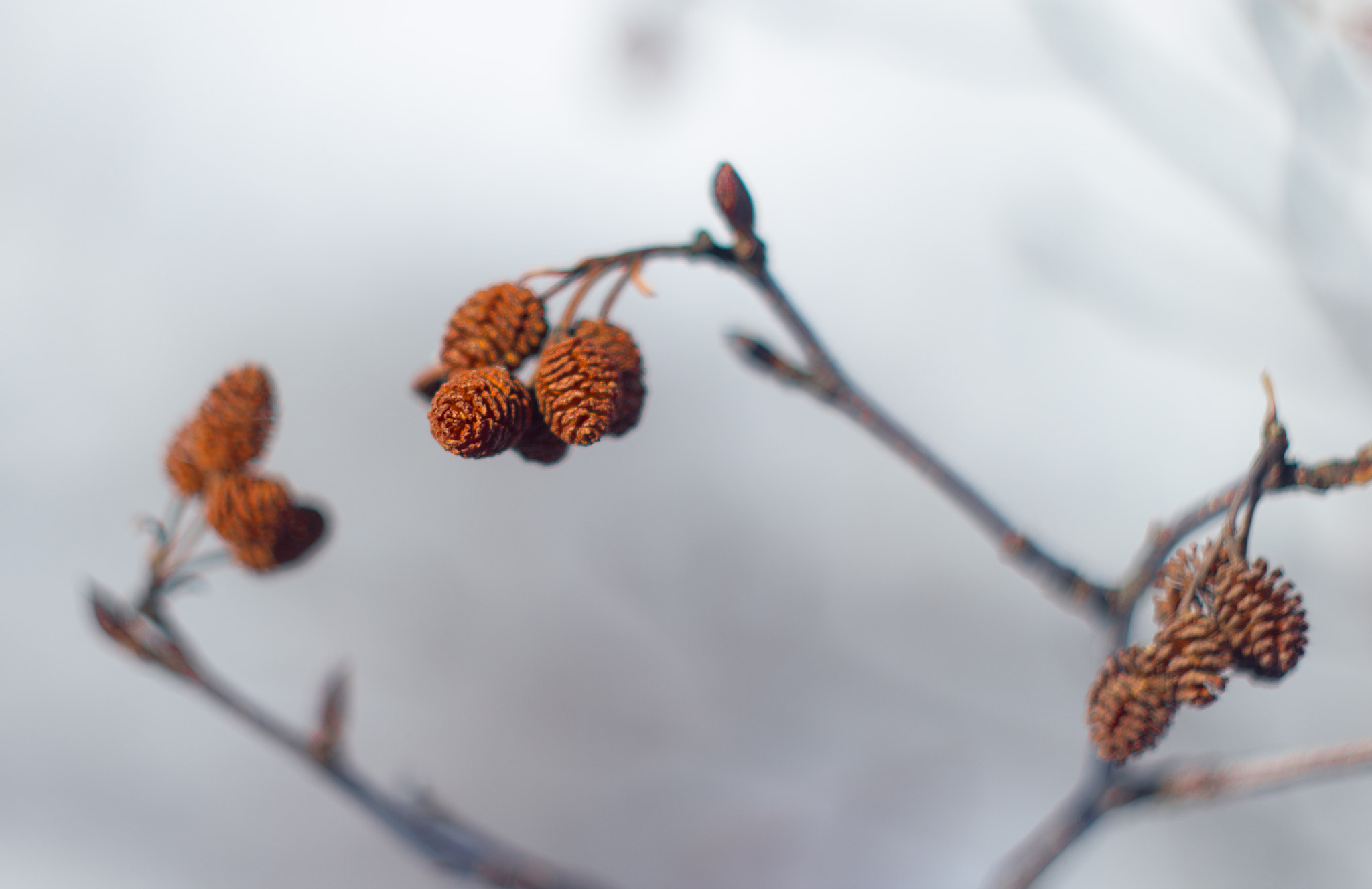 Canon EF 35-80mm f/4-5.6 sample photo
