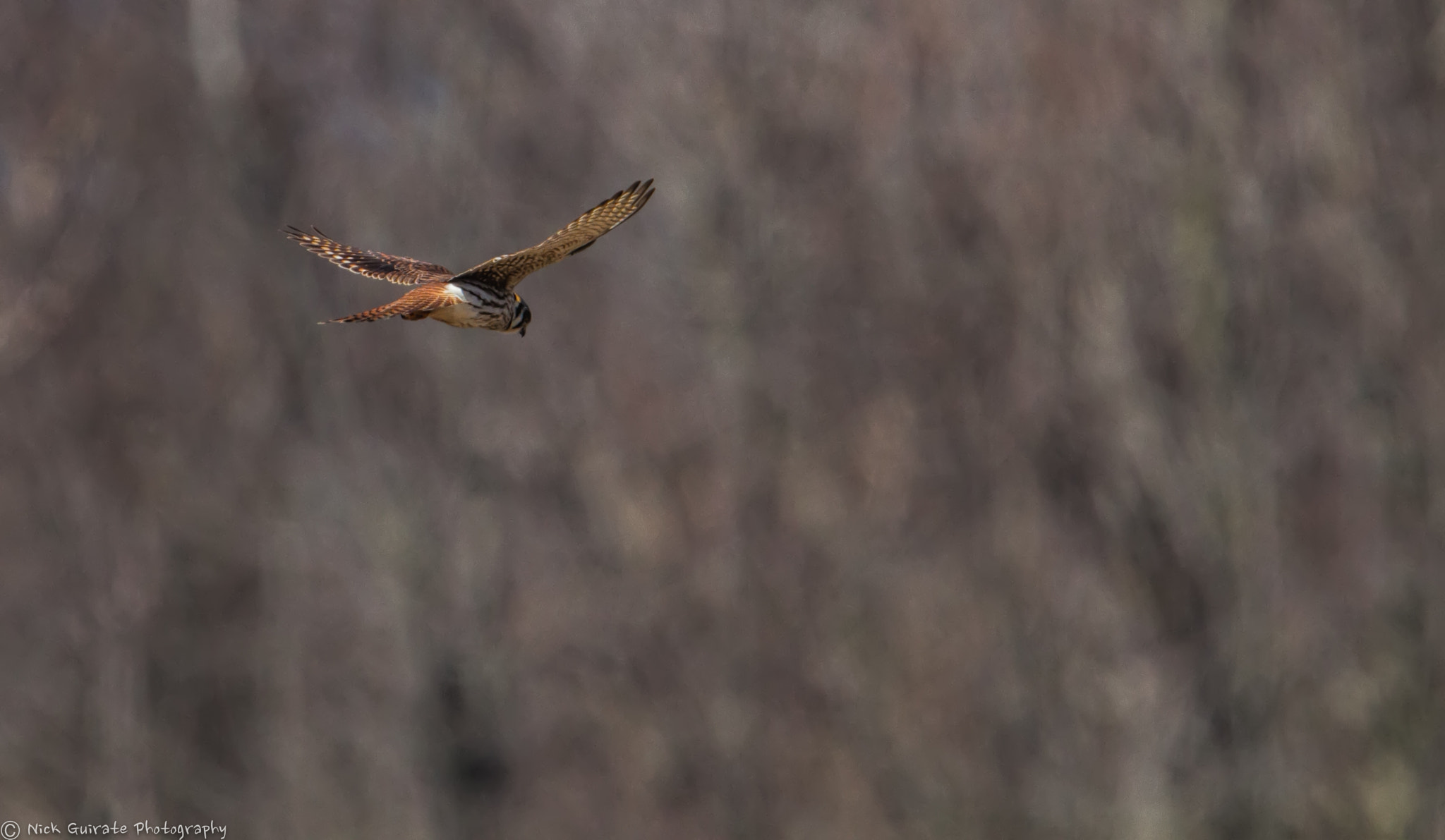 Tamron SP 150-600mm F5-6.3 Di VC USD sample photo. Hovering kestrel photography
