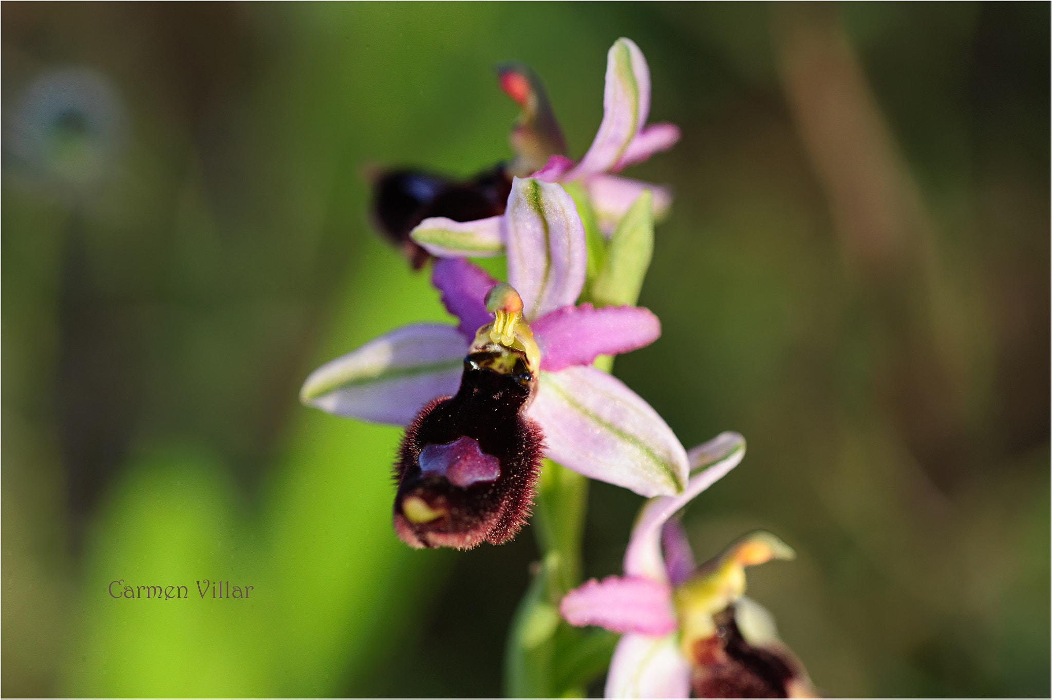 Sigma 150mm F2.8 EX DG OS Macro HSM sample photo. Pursuing perfection photography