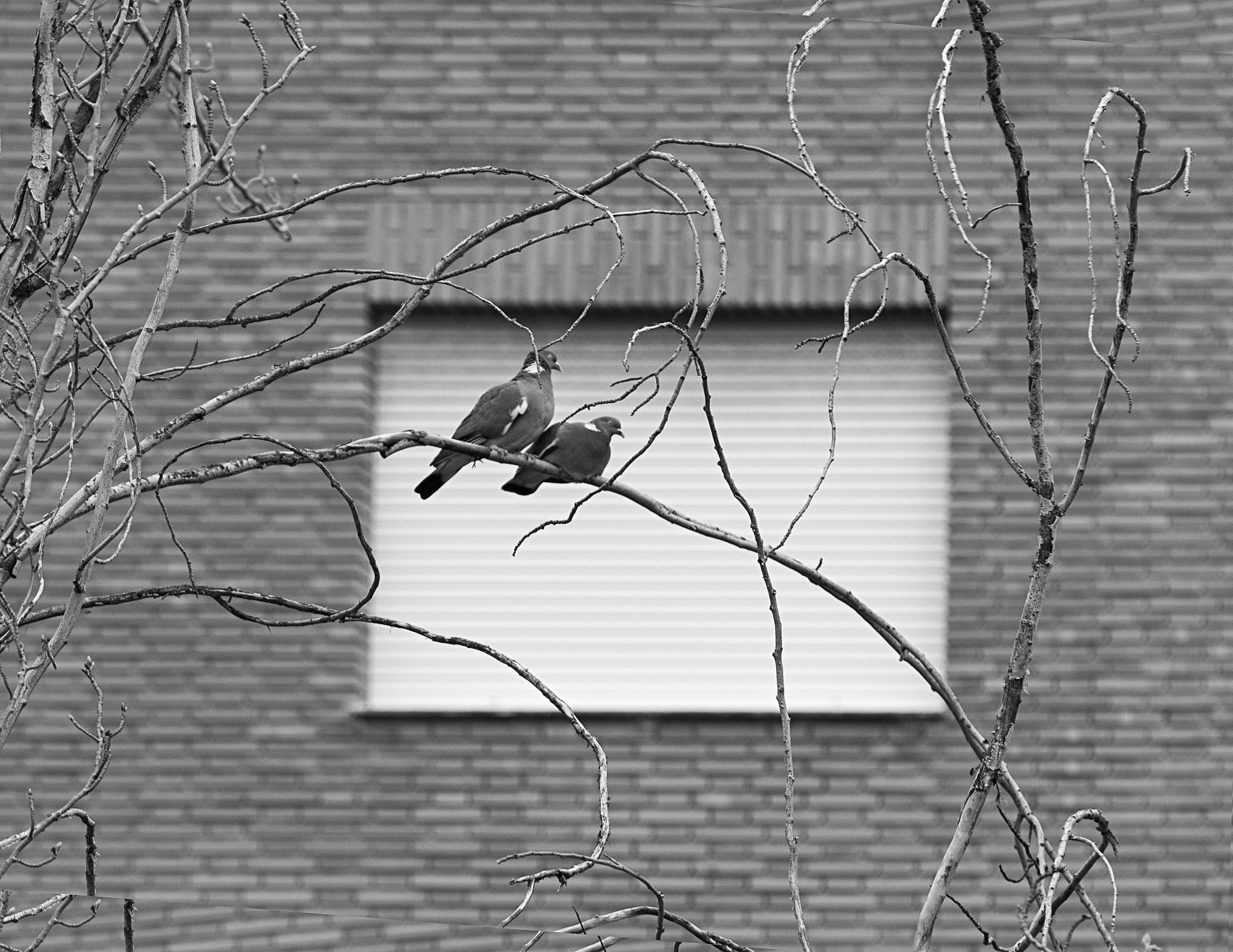 Canon EF 70-200mm F2.8L IS II USM sample photo. Falling in love photography